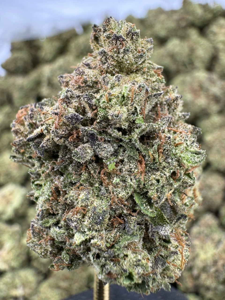 Ice Cream Cake - THCA BULK FLOWER - TOP SHELF