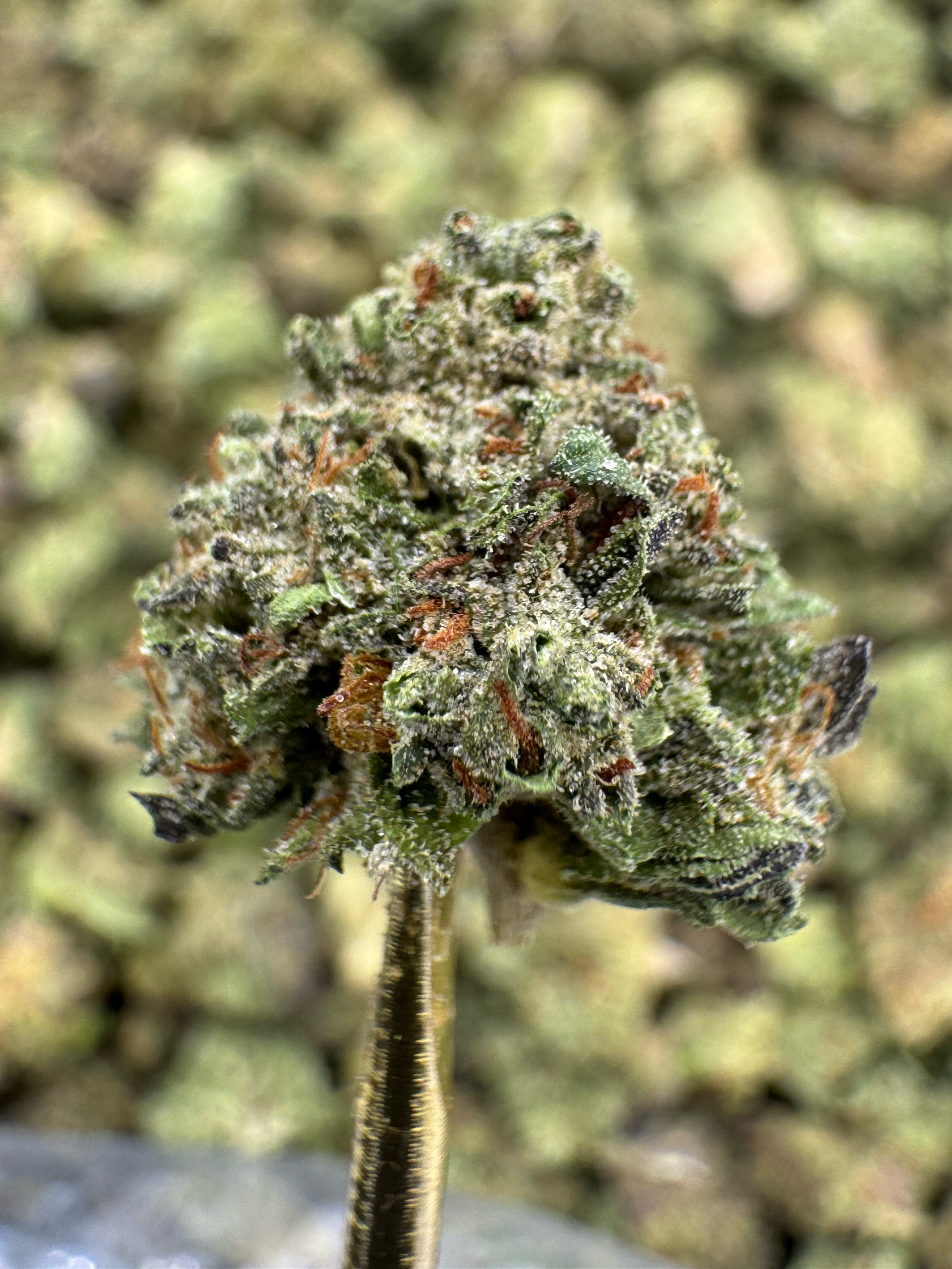 Insane Pound Cake - THCA Flower - Greenhouse Gold Nuggets