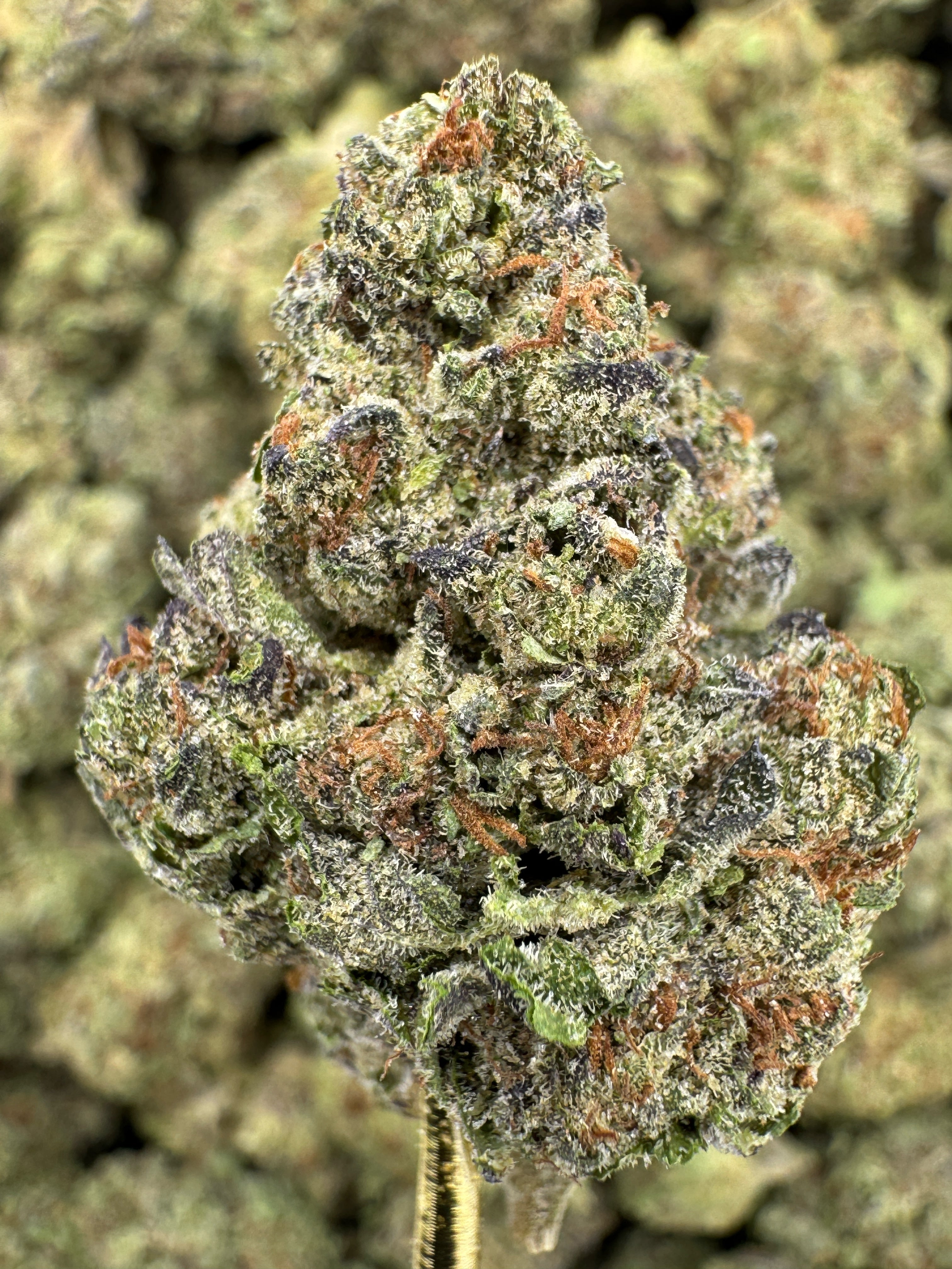 Insane Pound Cake - THCA Flower - Greenhouse Top Cut