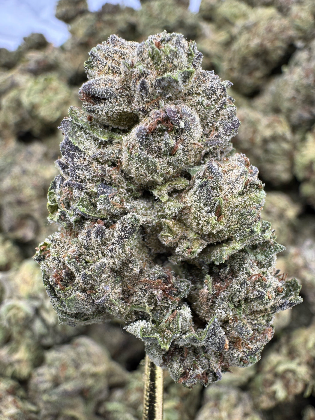 Insane Pound Cake - THCA BULK FLOWER - TOP SHELF