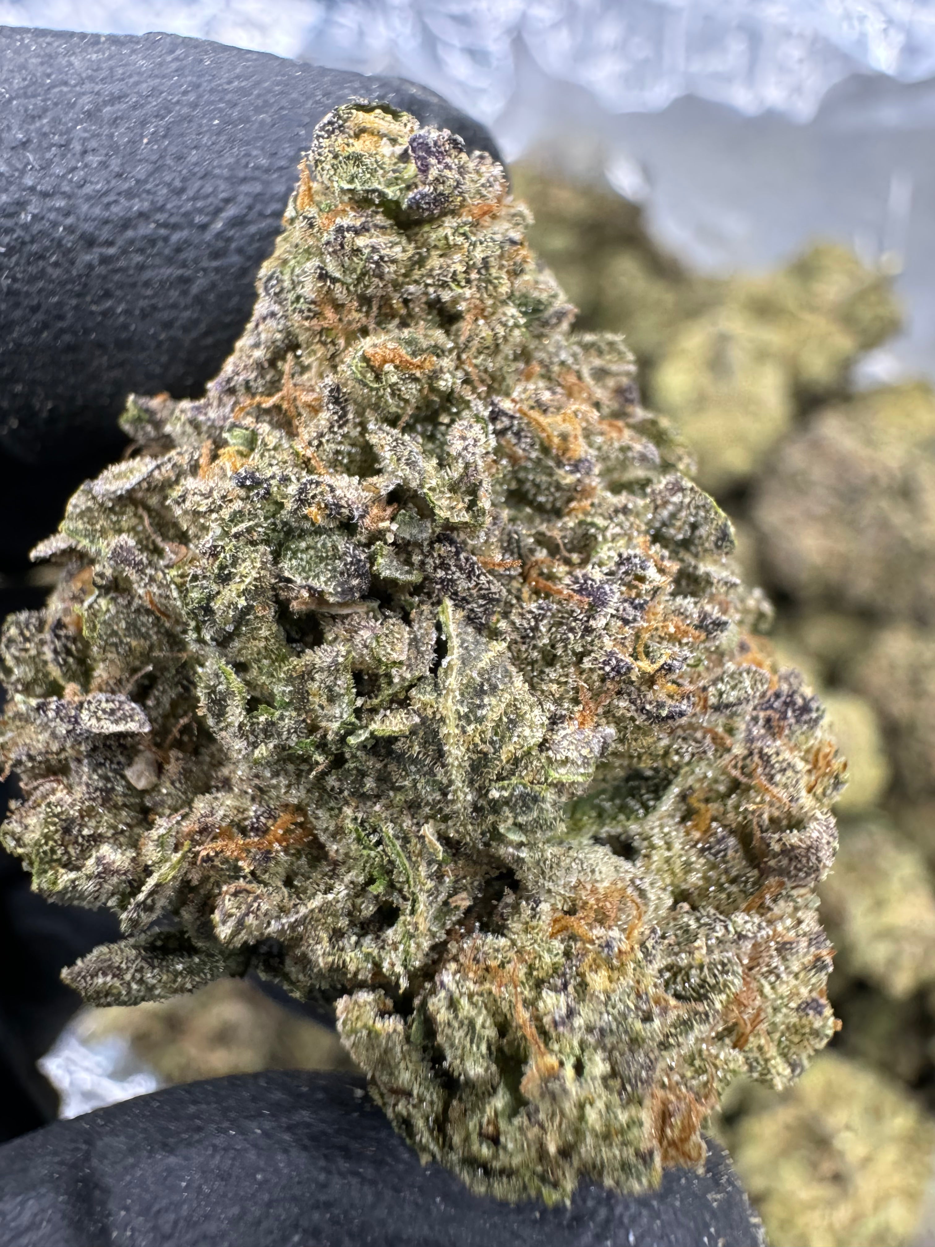 Italian Gummy - THCA BULK Flower - Greenhouse