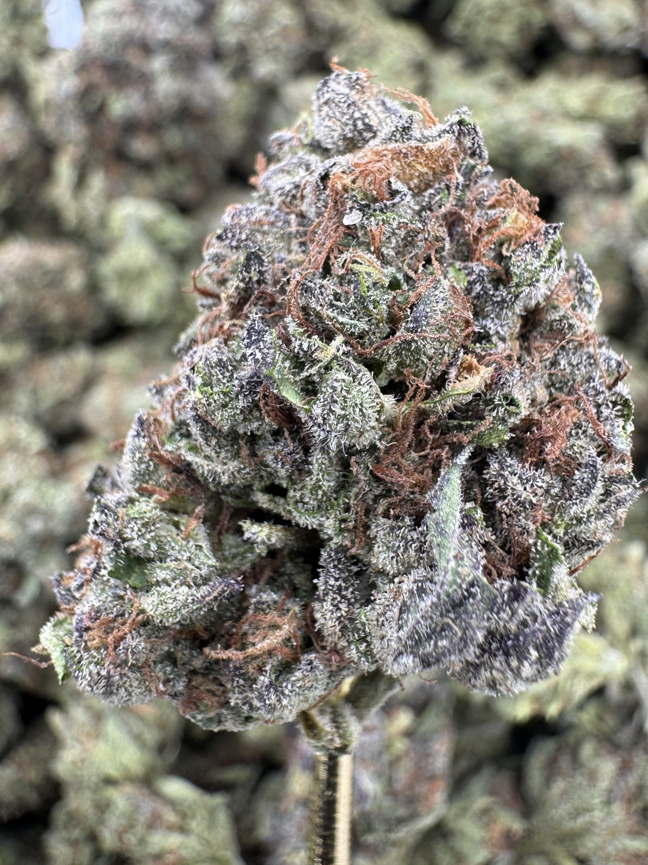 Italian Ice - THCA BULK Flower - Greenhouse