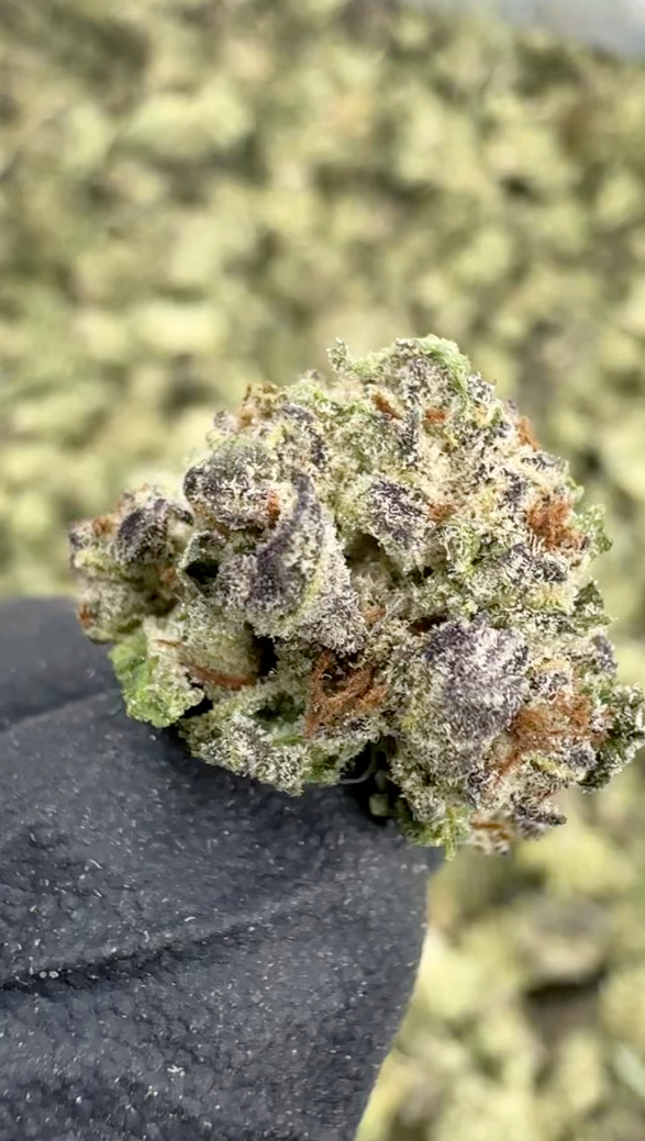 Italian Ice - THCA Flower - Greenhouse Gold Nuggets