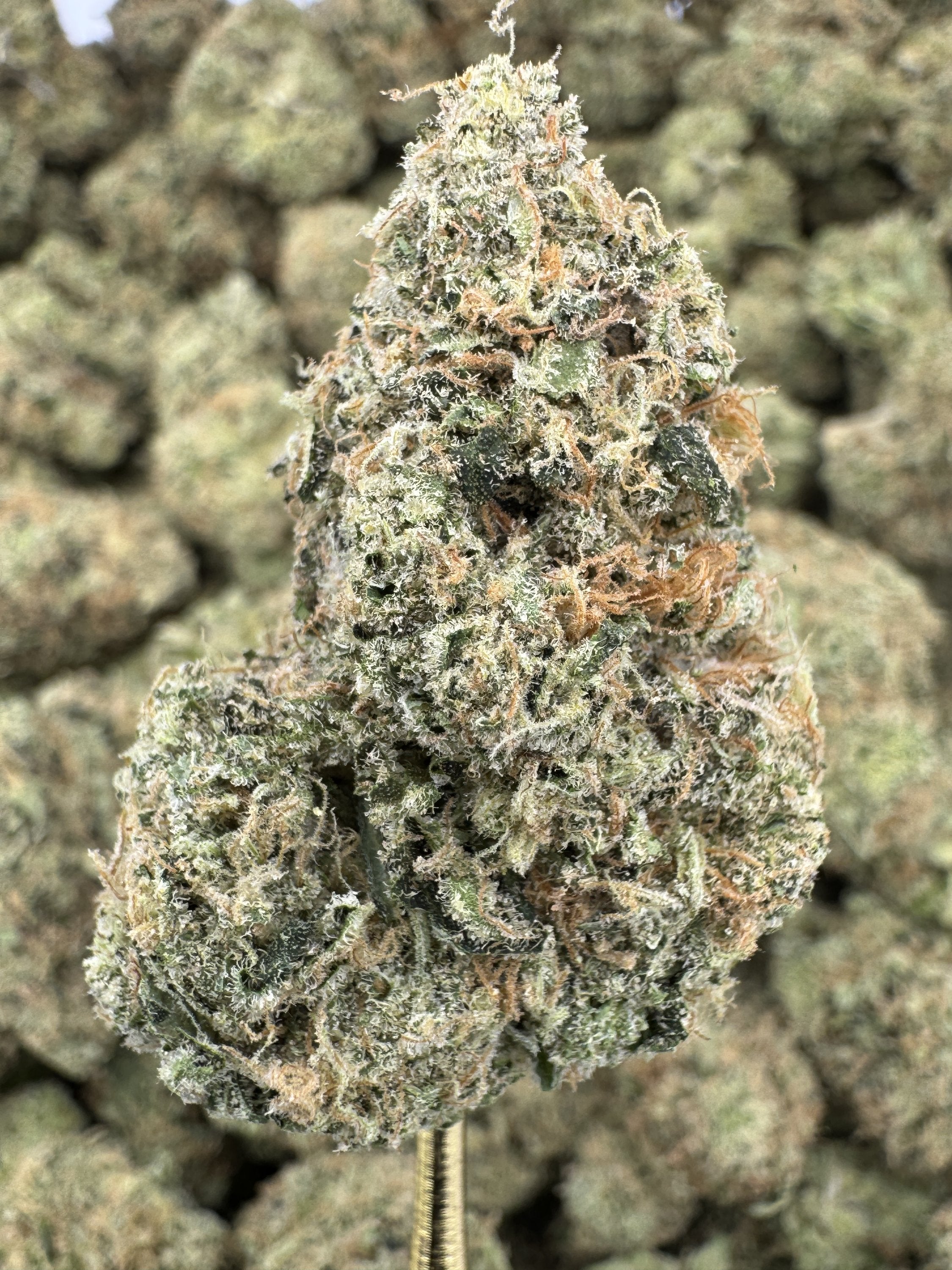 Jack Herer - THCA BULK Flower - Indoor Exotic