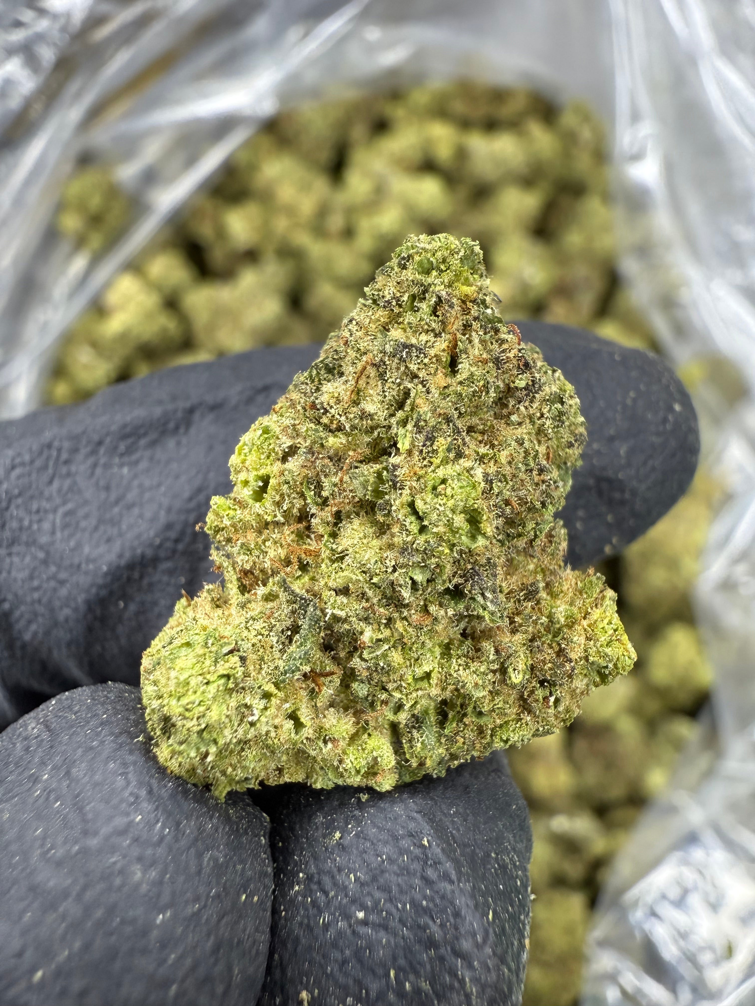 Jack Herer - THCA BULK Flower - Sungrown