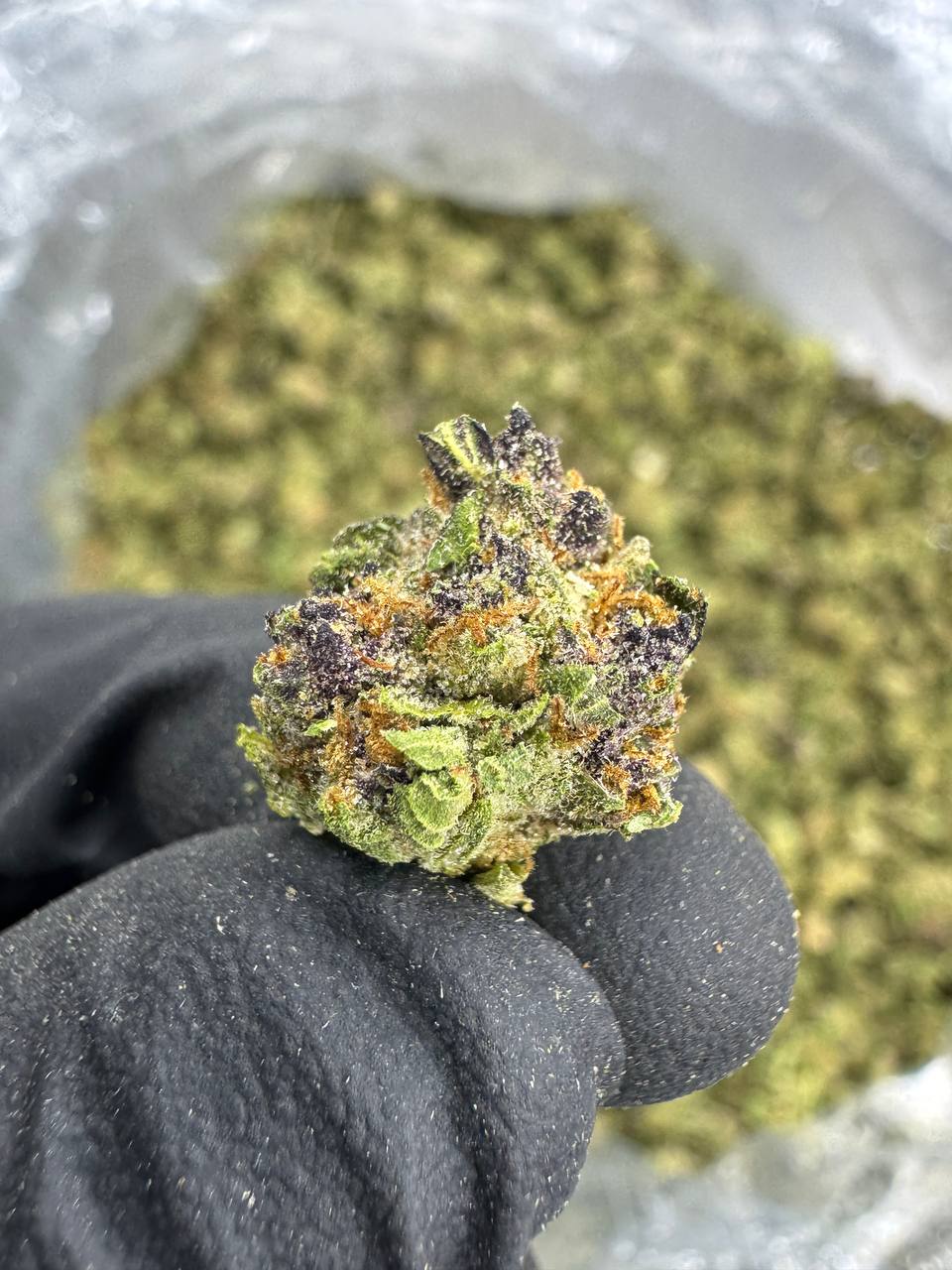 Jager - Gold Nuggets - THCa Flower CLASSIC RESERVE SMALLS