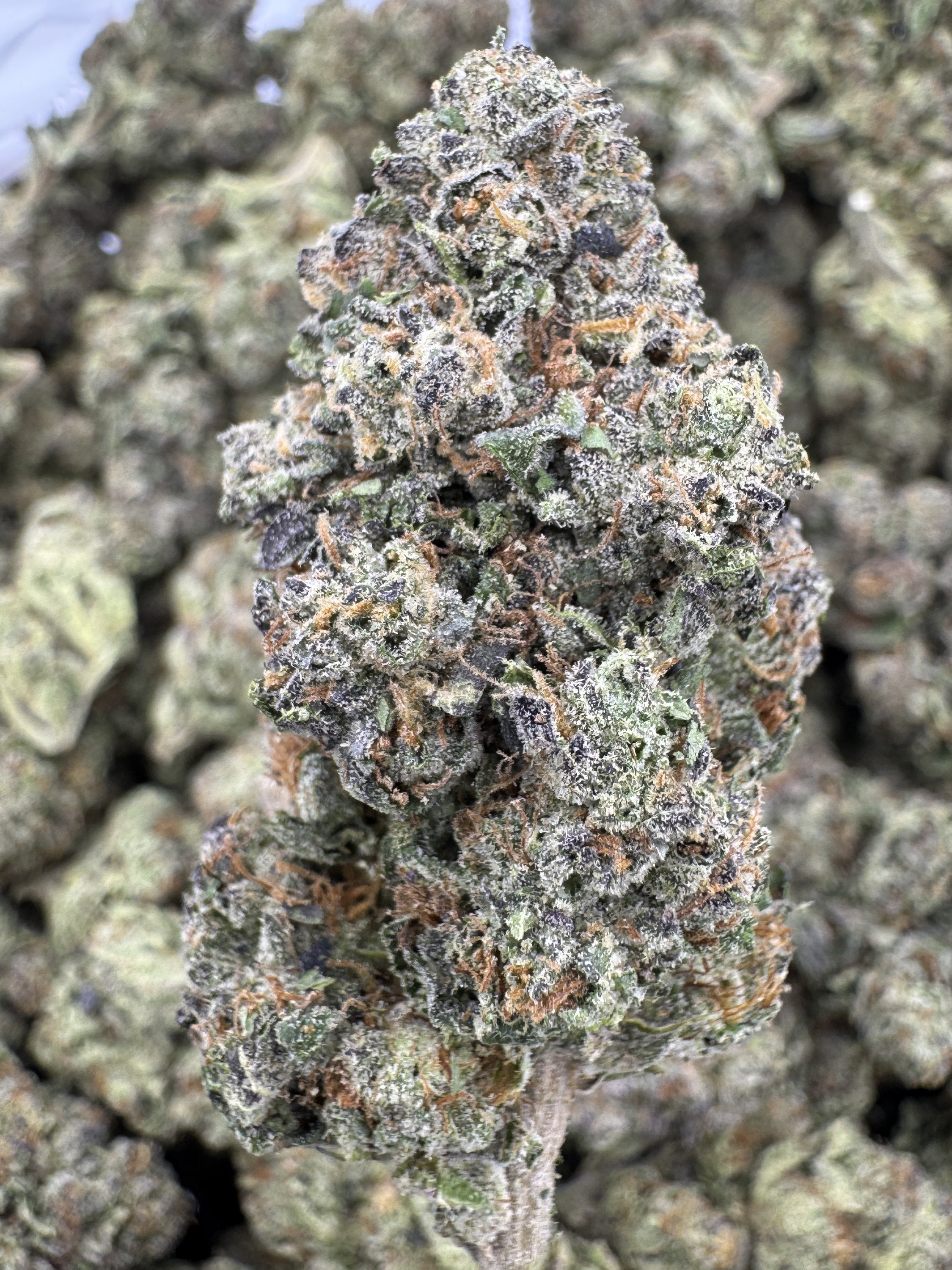 Jealousy - THCA BULK Flower - Greenhouse