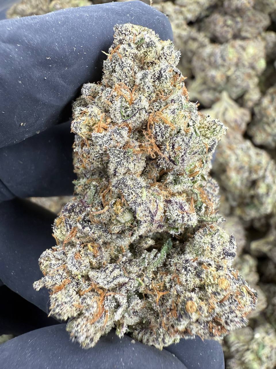 Jealousy - THCA BULK Flower - Indoor Top Cut