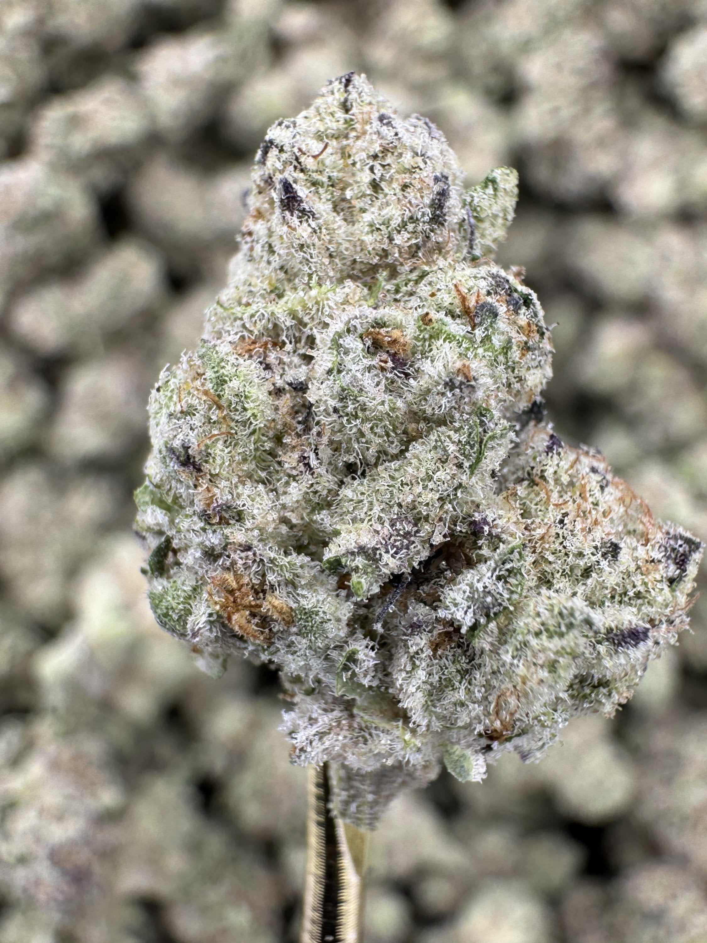 Jelly Breath - THCA Flower - Indoor Gold Nuggets Exotic