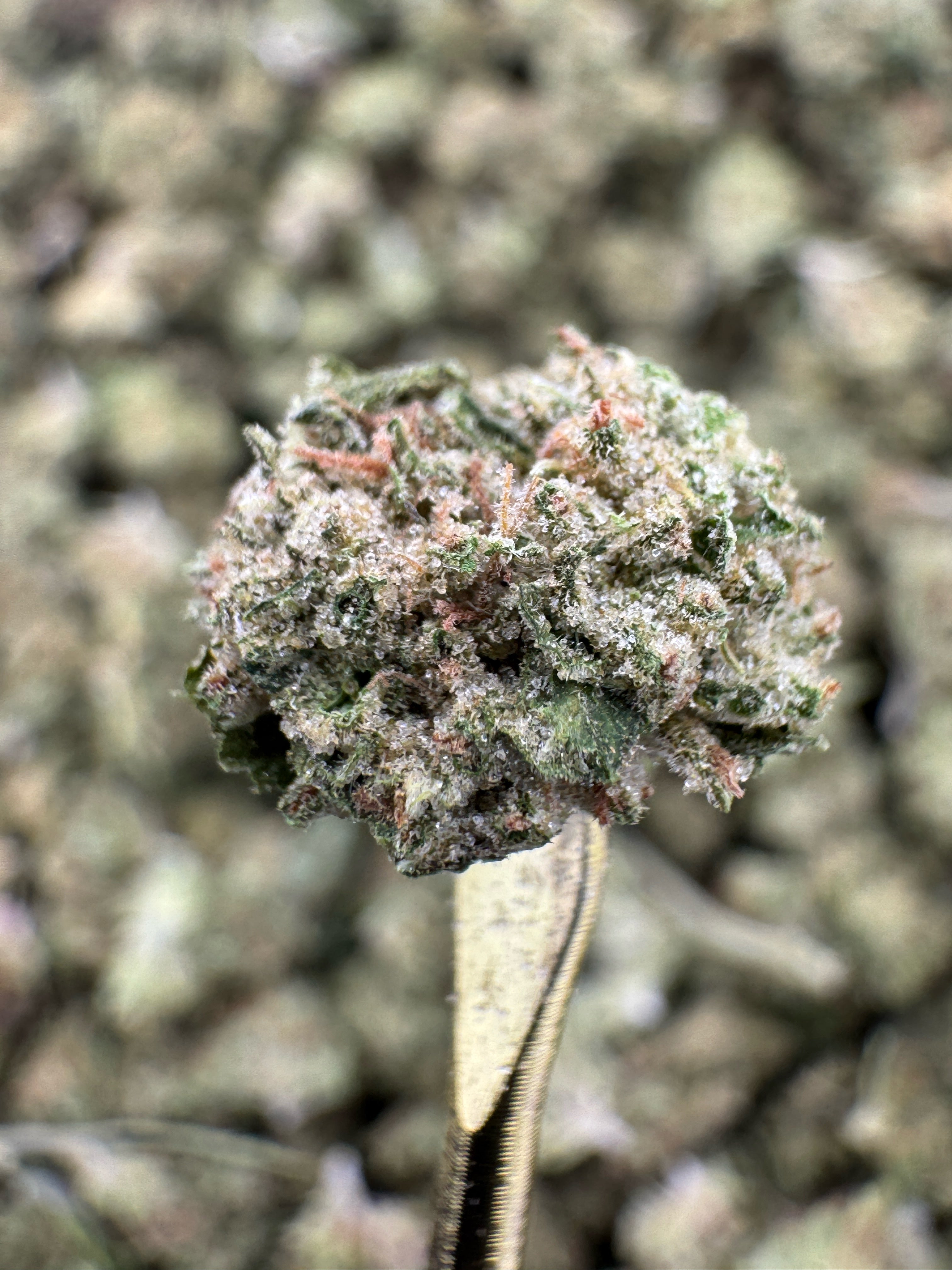 Jet Fuel - THCA Flower - Sungrown Gold Nuggets