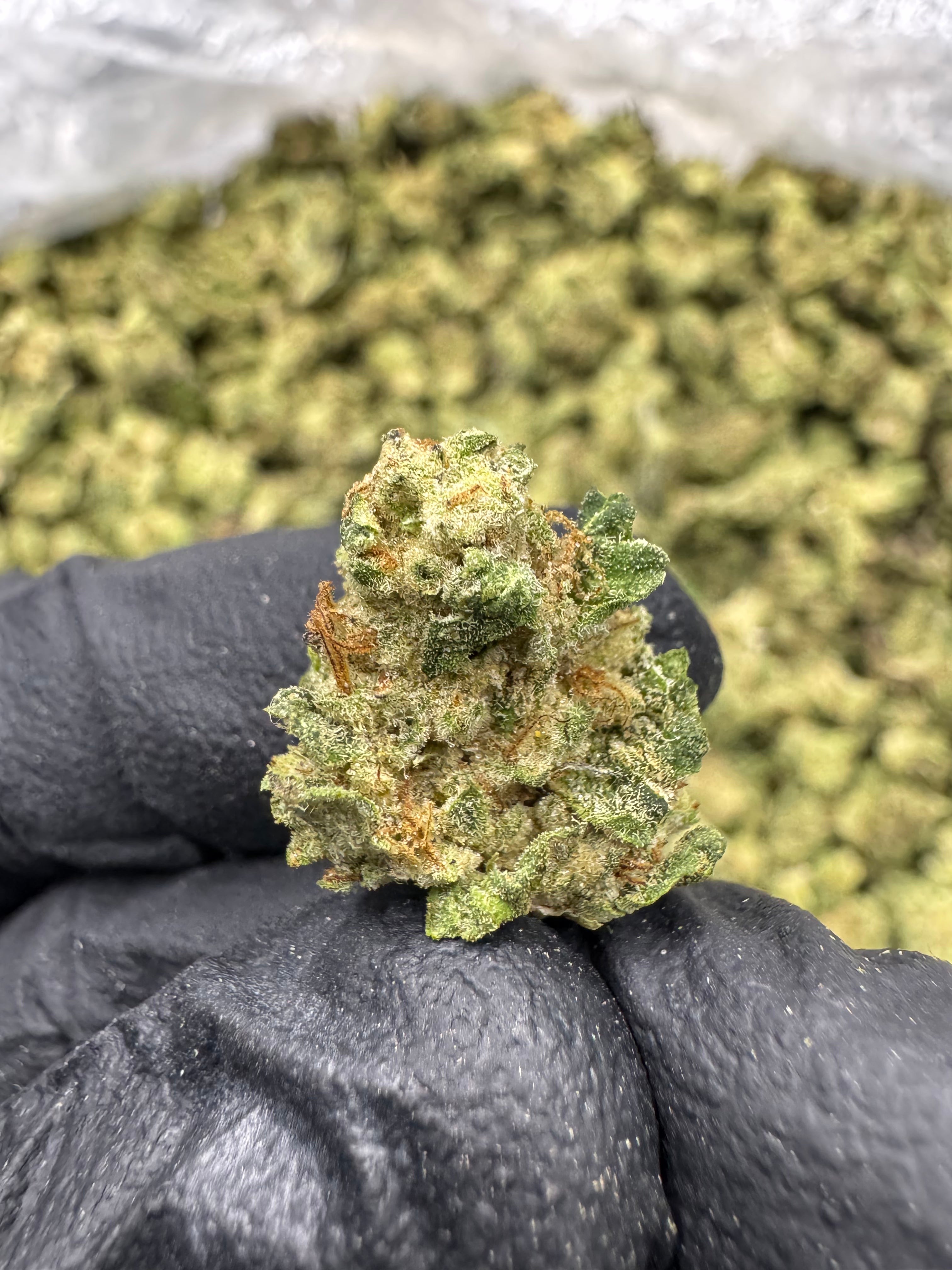 Jiffy Cake - THCA Flower - Greenhouse Gold Nuggets