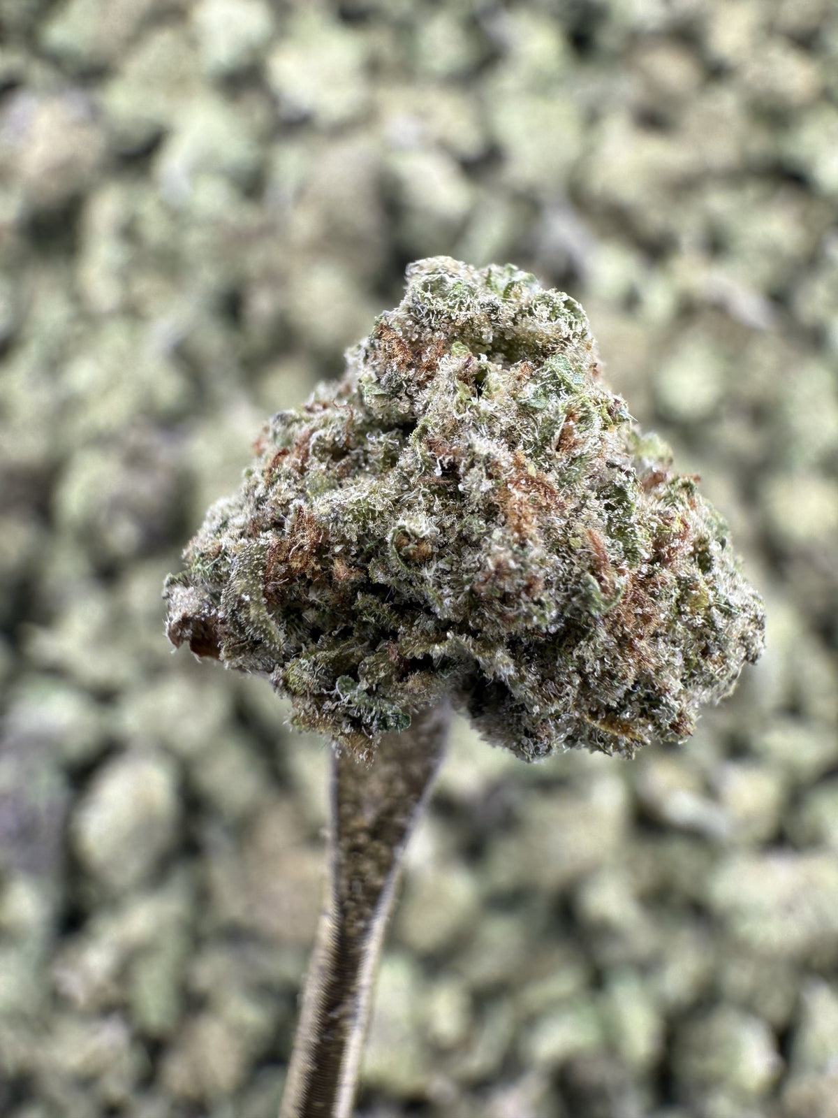 Jokerz - THCA Flower - Greenhouse Gold Nuggets
