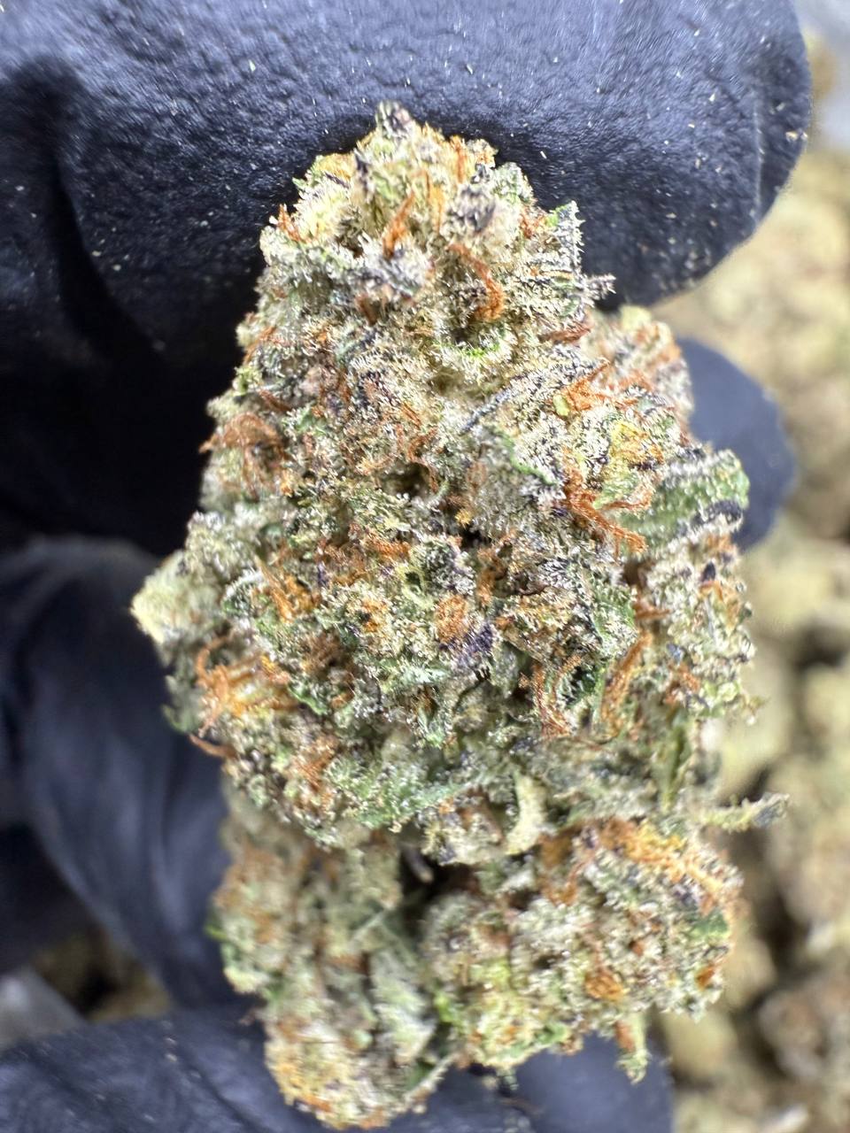 Jokerz - THCA BULK FLOWER - TOP SHELF