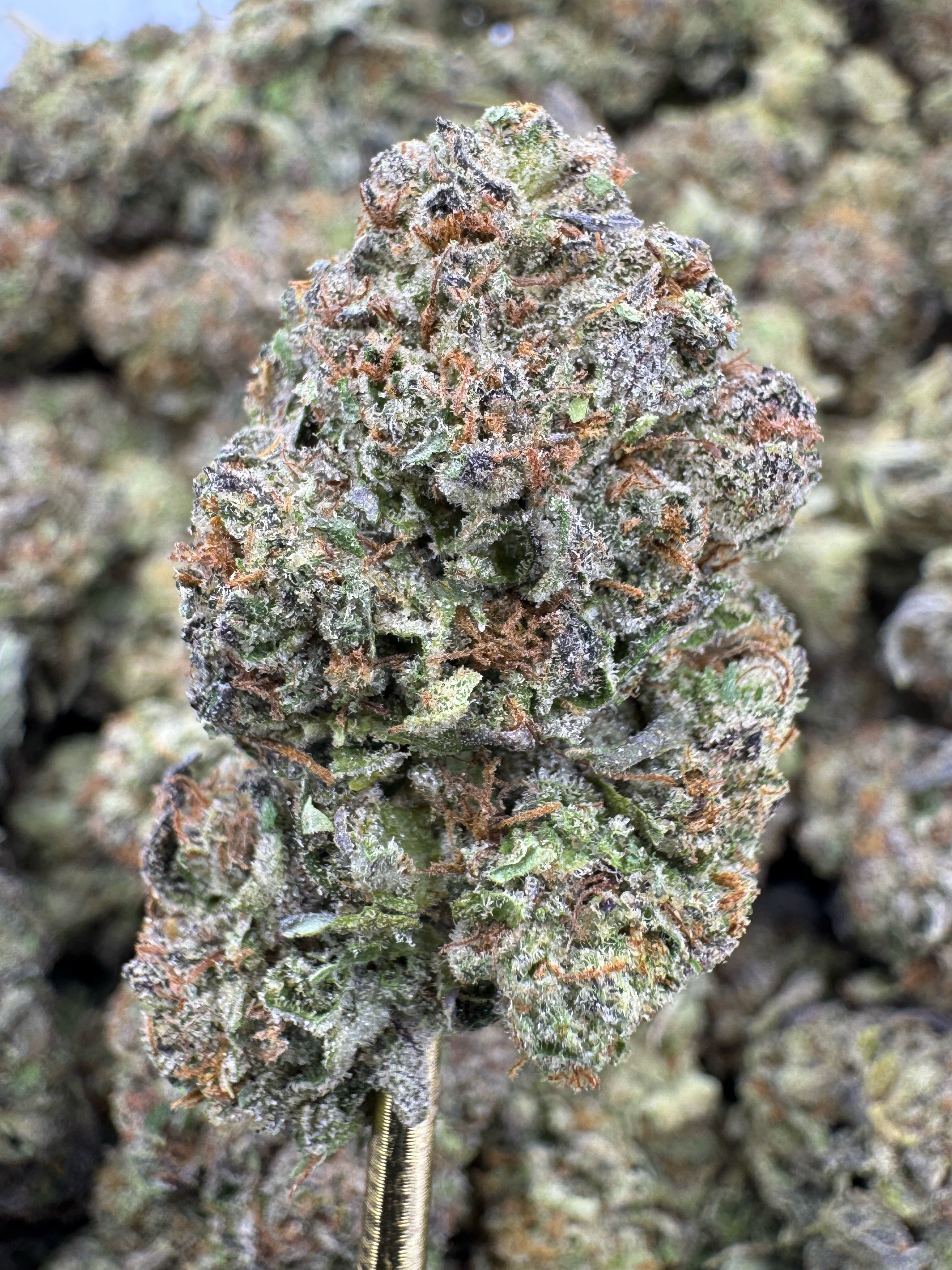 Junglato - THCA BULK Flower - Greenhouse