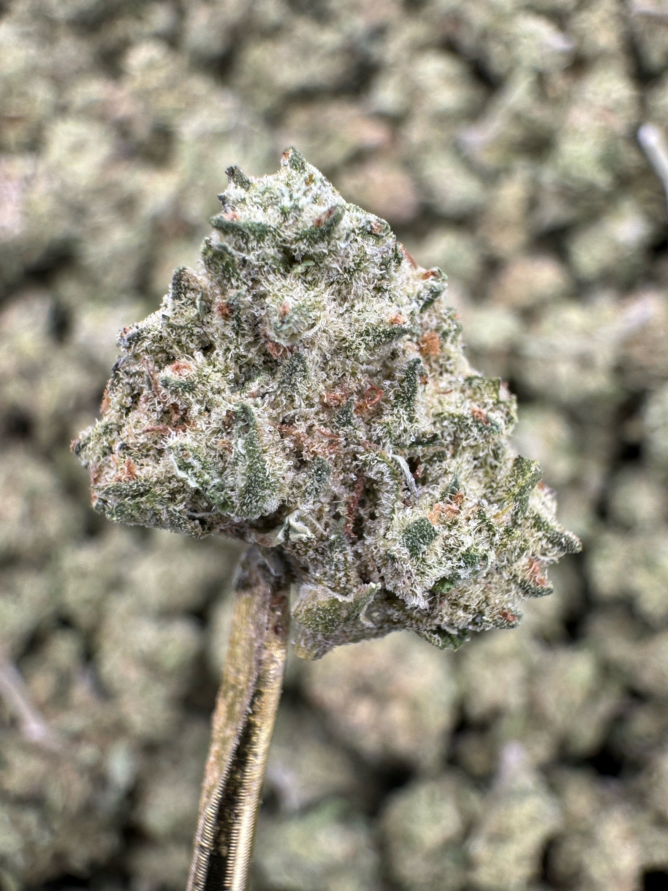 Junglato - THCA Flower - Greenhouse Gold Nuggets