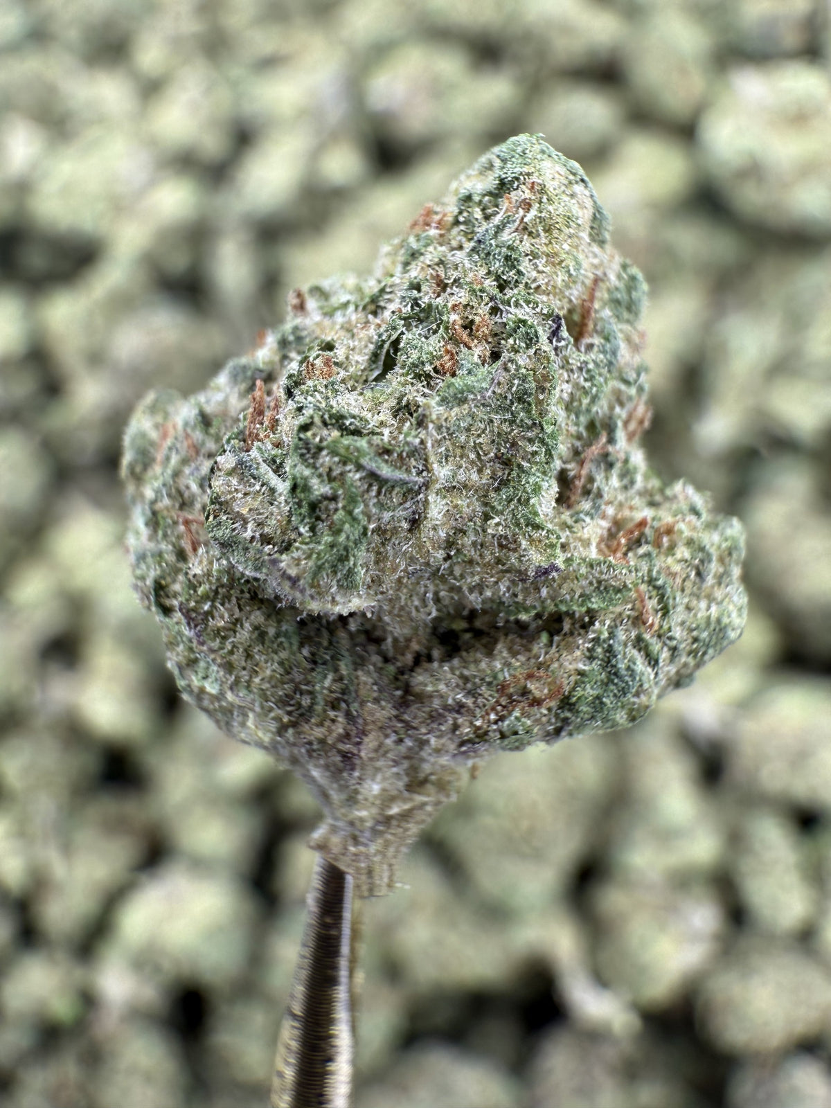 Junglato - THCA Flower - Greenhouse Gold Nuggets