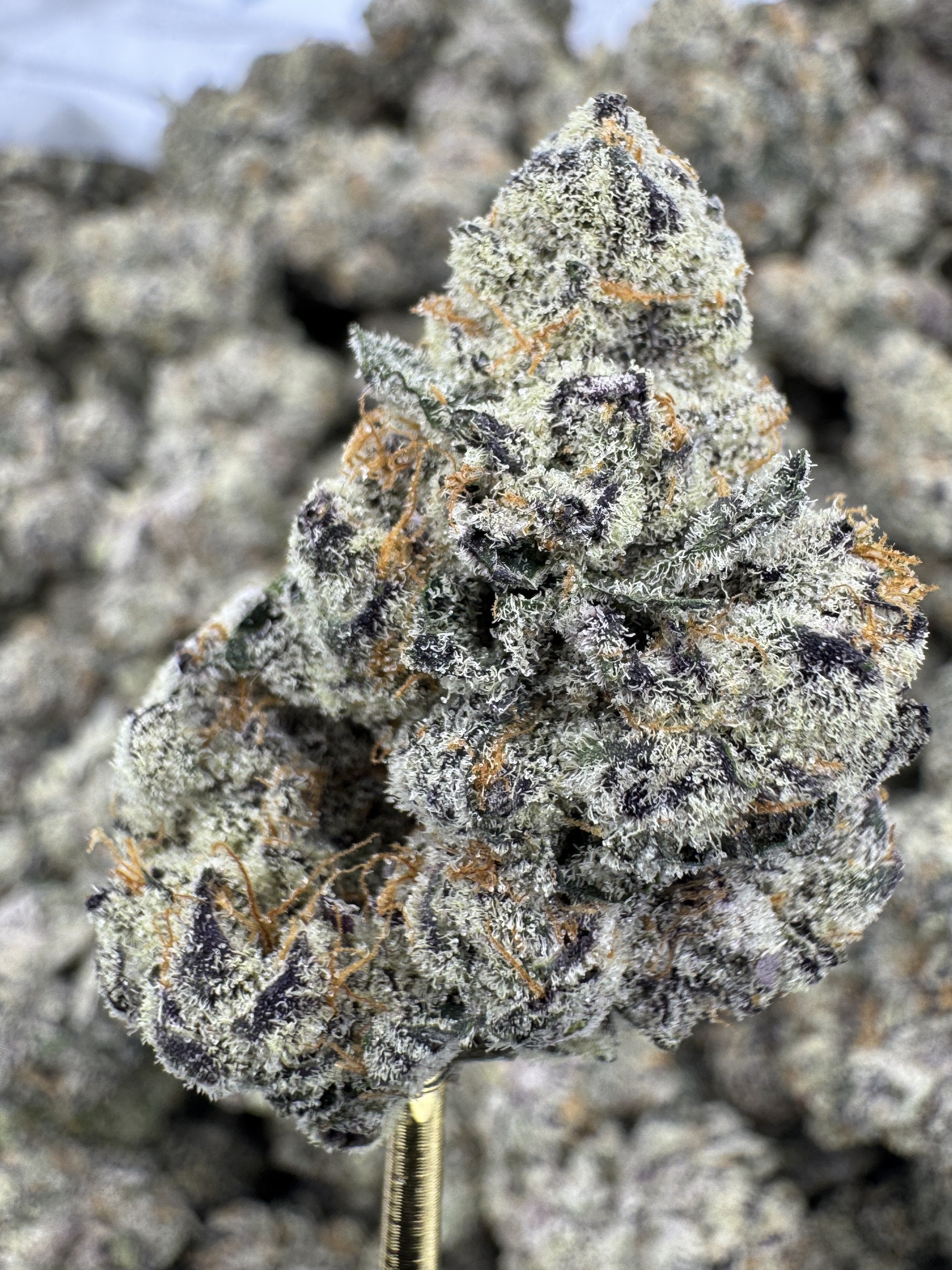 Jungle Gym - THCA BULK Flower - Indoor Exotic