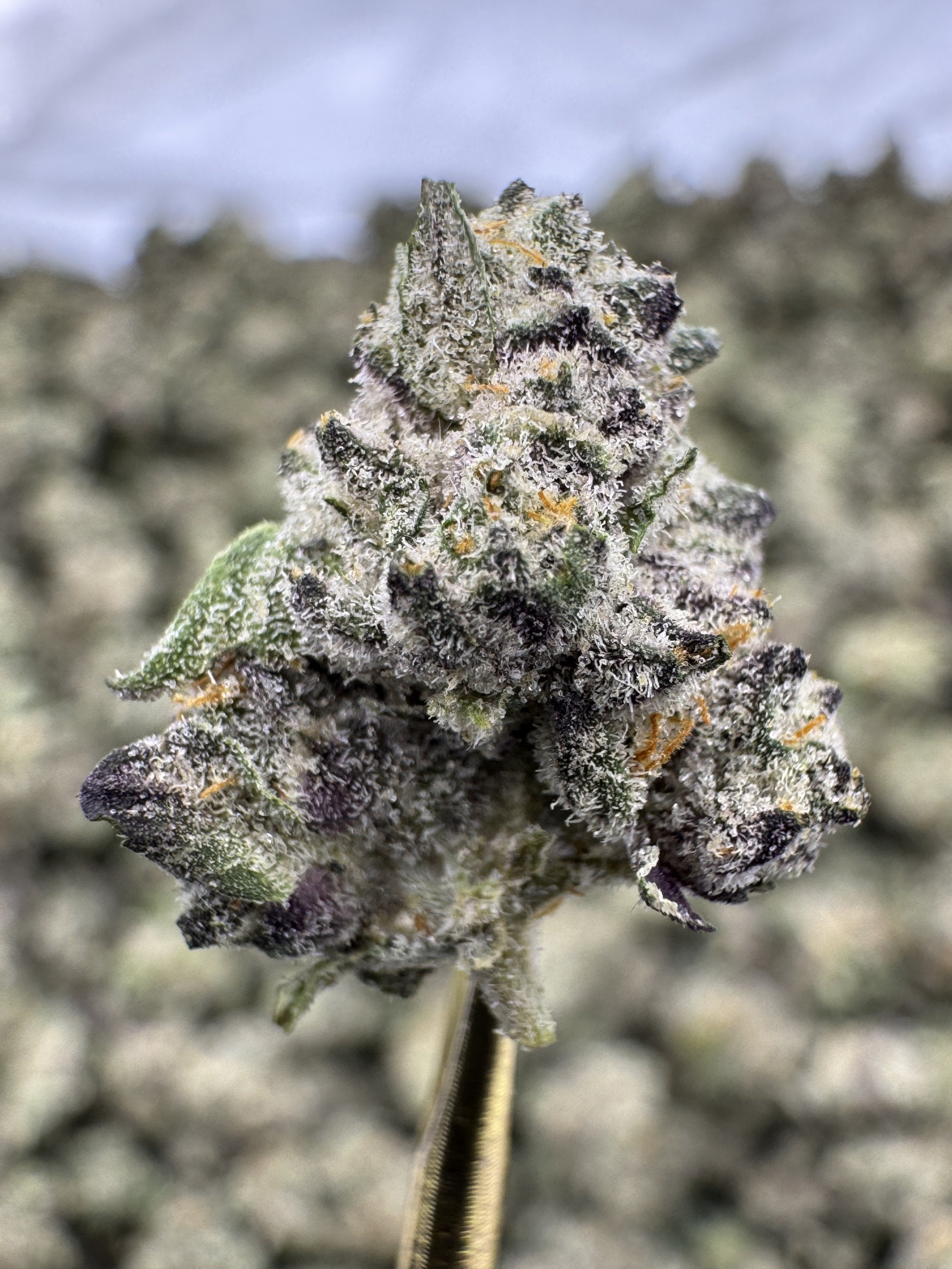 Jungle Gym - THCA Flower - Indoor Gold Nuggets Exotic