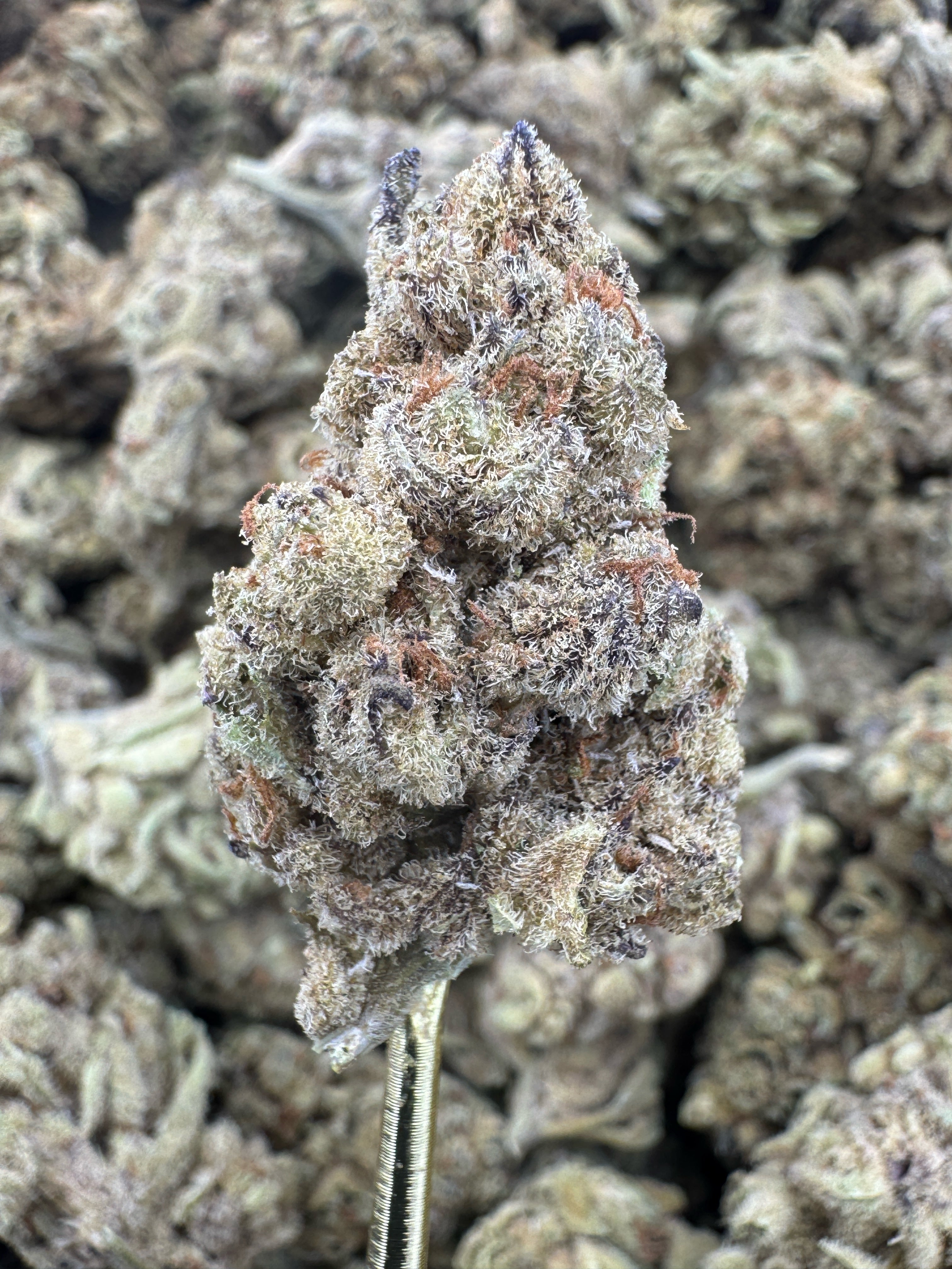Key Lime Pie - THCA BULK Flower - Sungrown