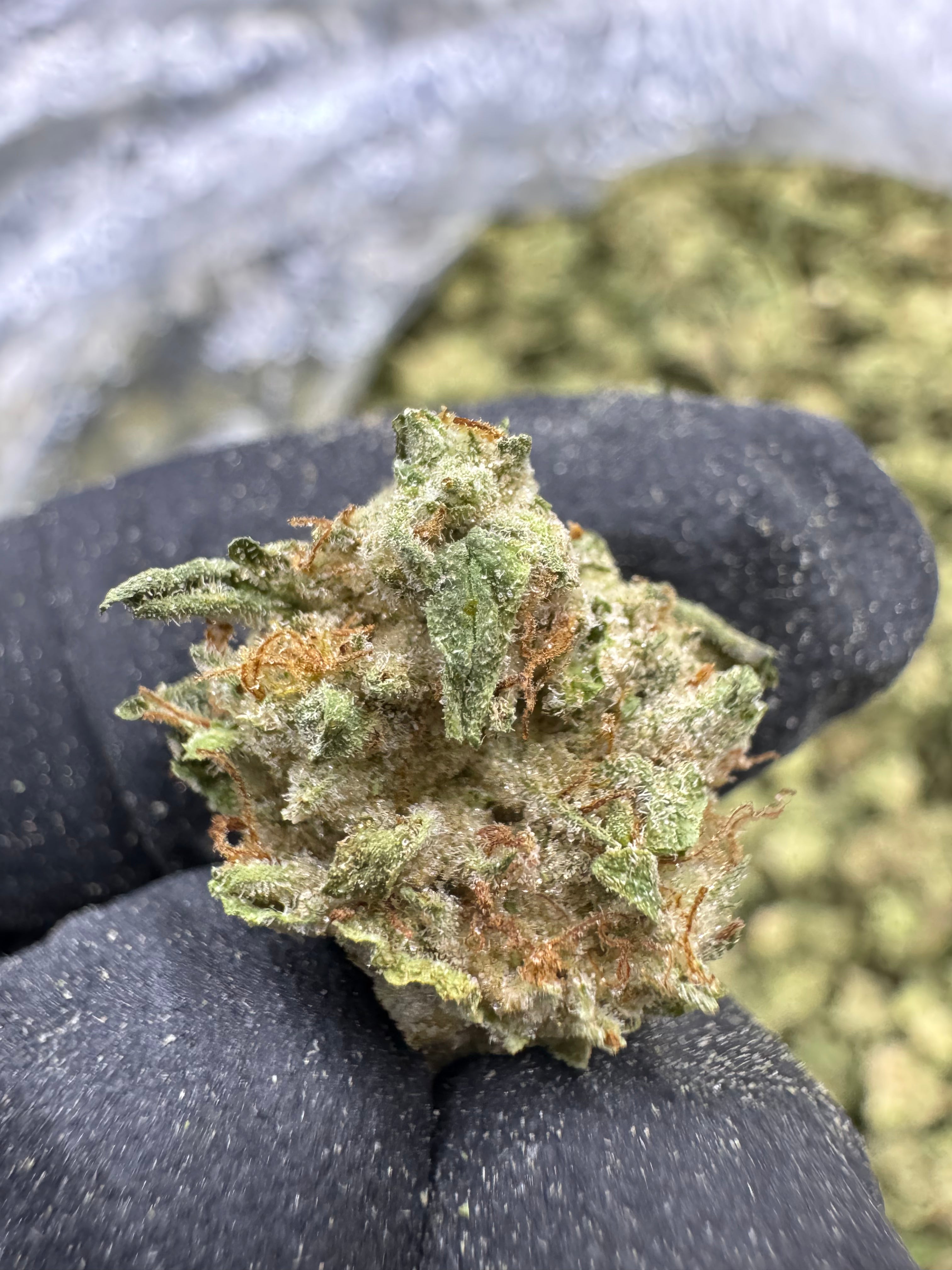 LA Kush Cake - THCA BULK Flower - Greenhouse Smalls