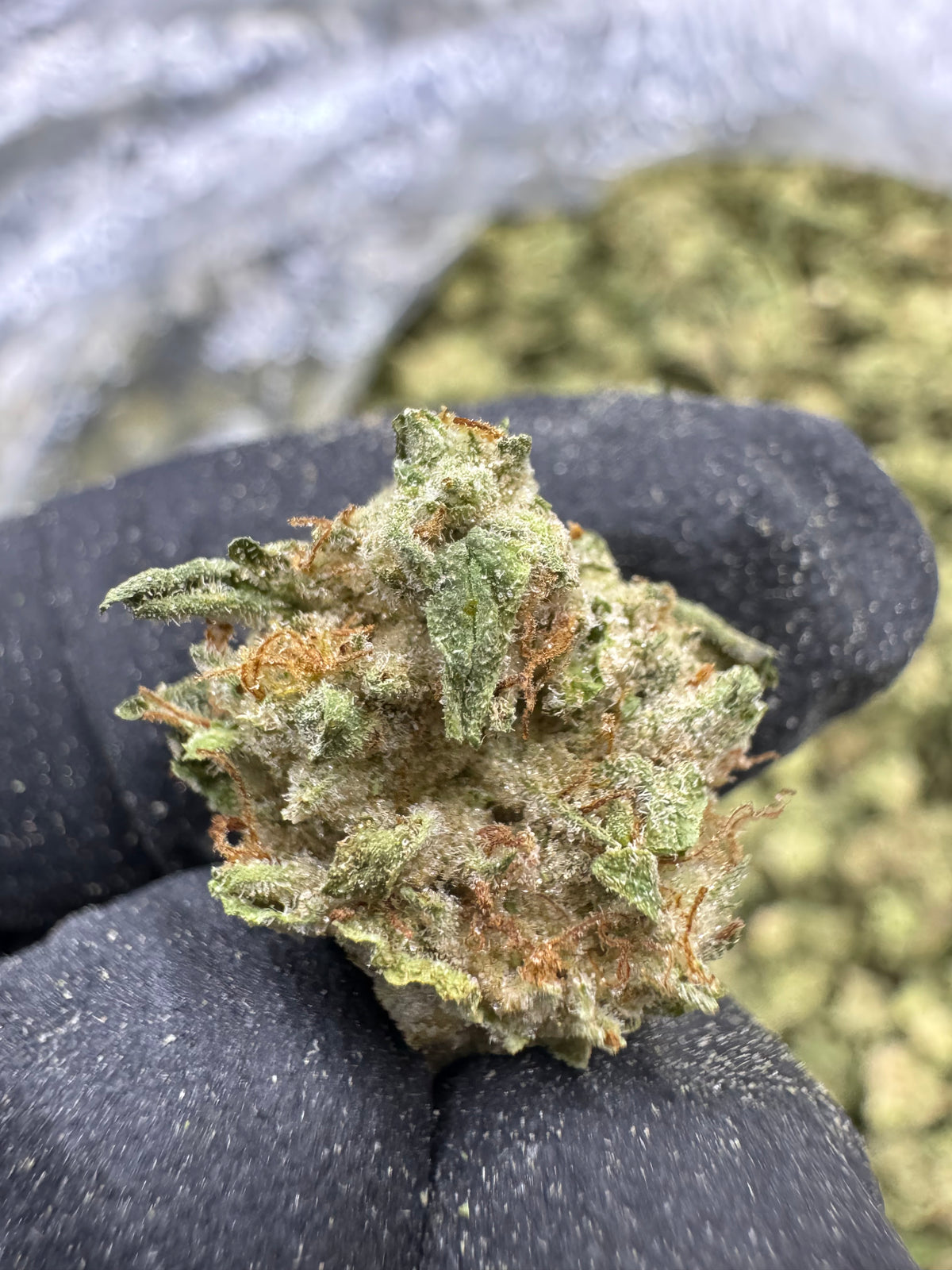 LA Kush Cake - THCA BULK Flower - Greenhouse Smalls
