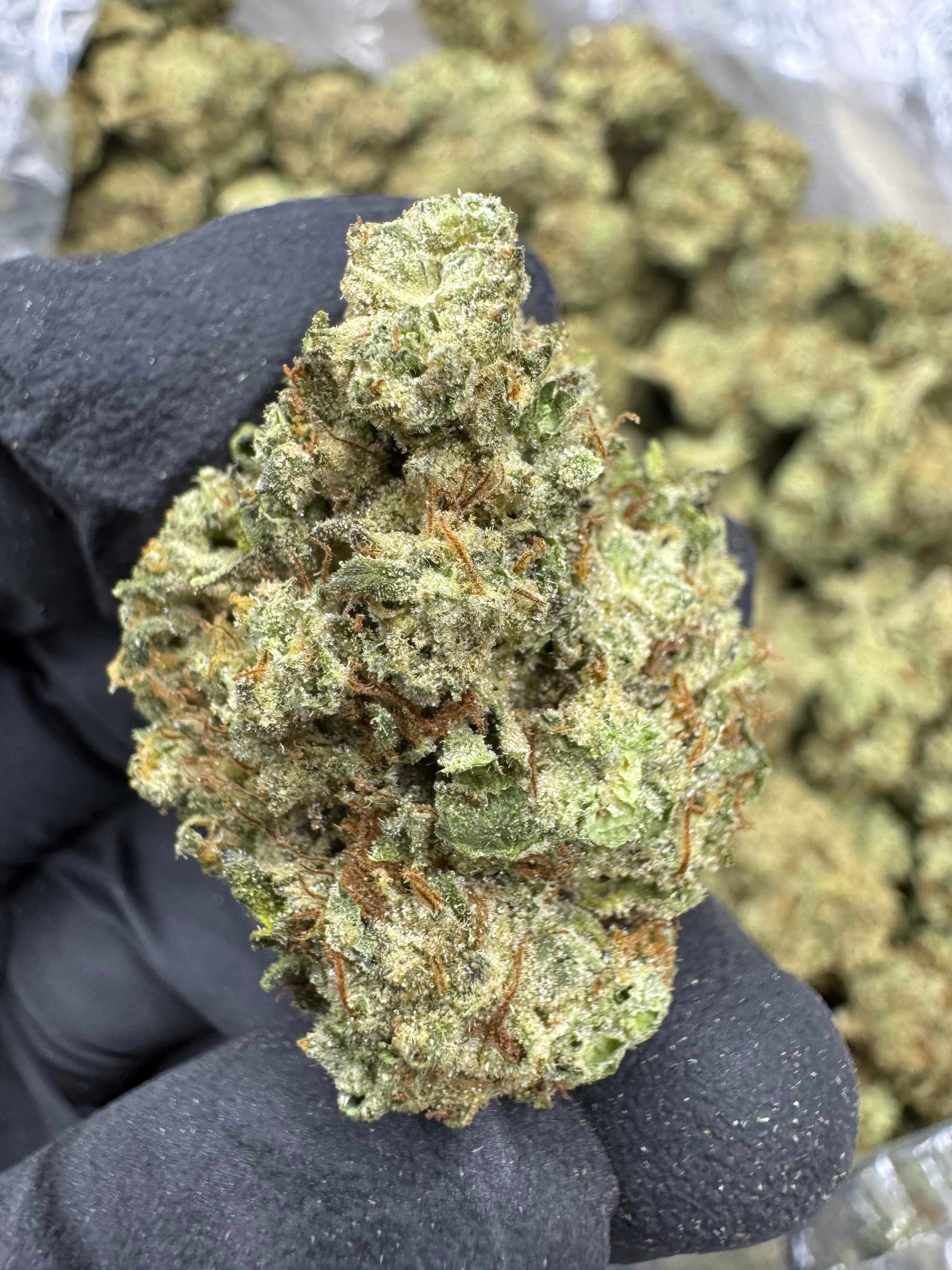 LA Kush Cake - THCA BULK Flower - Greenhouse