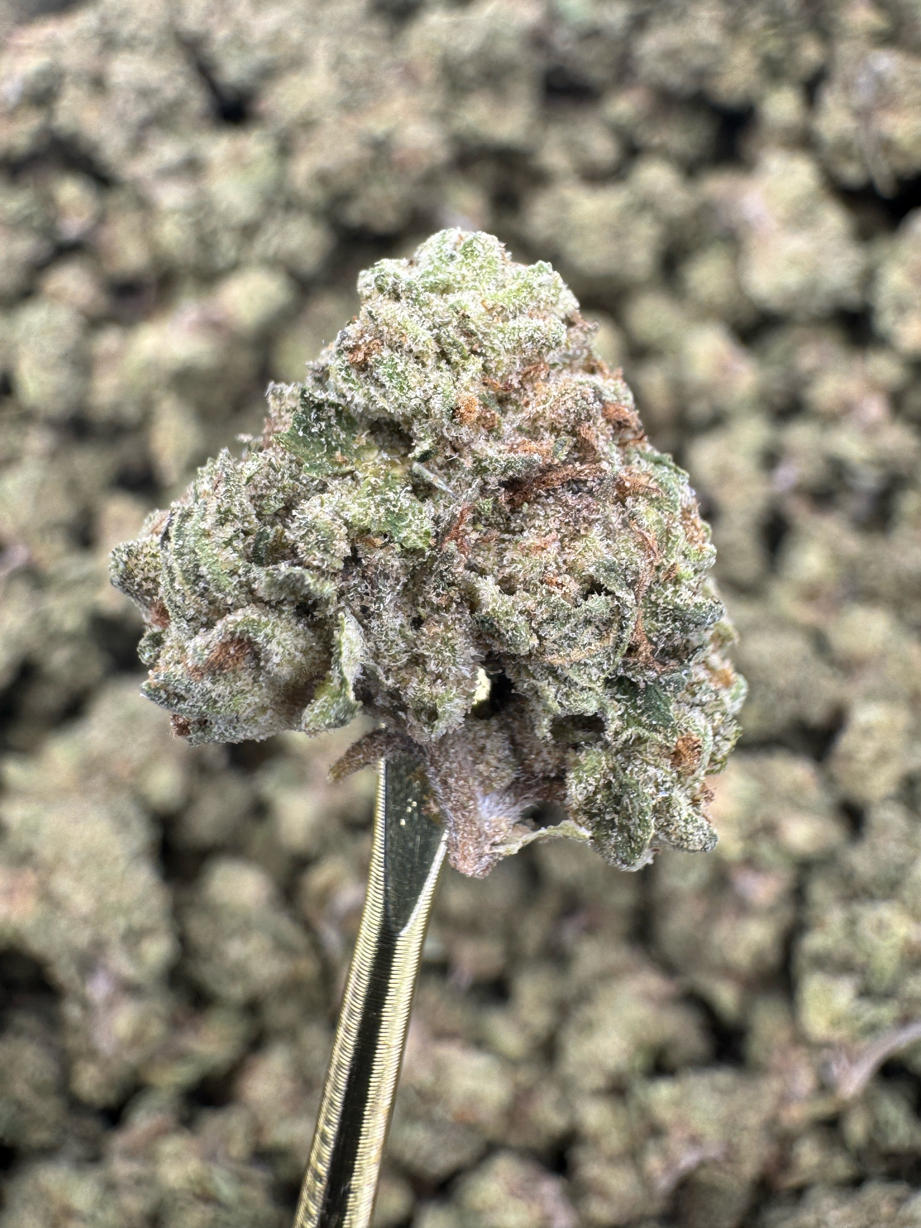 Lava Cake - THCA Flower - Greenhouse Gold Nuggets
