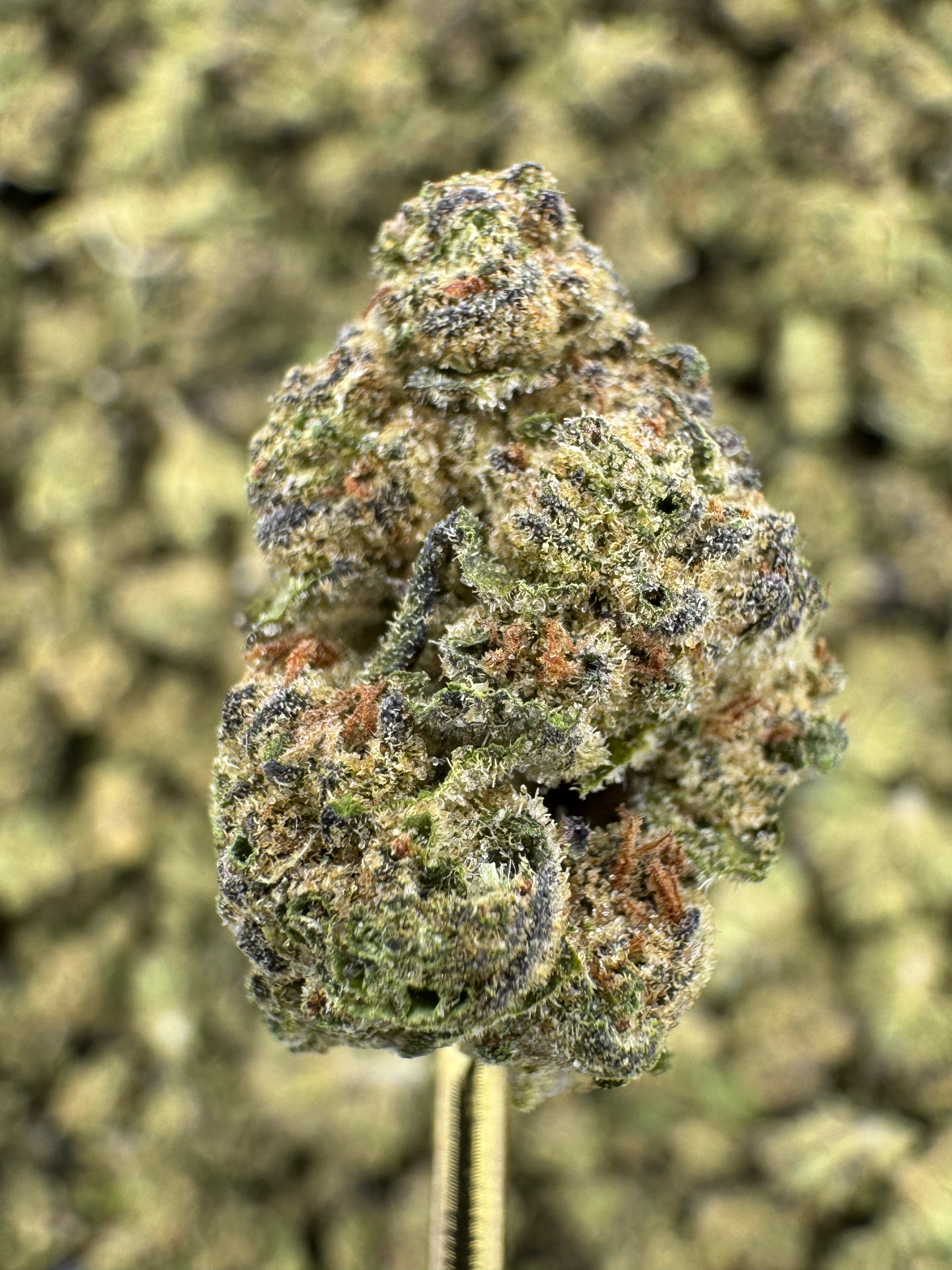 Layer Cake  - THCA Flower - Indoor Gold Nuggets
