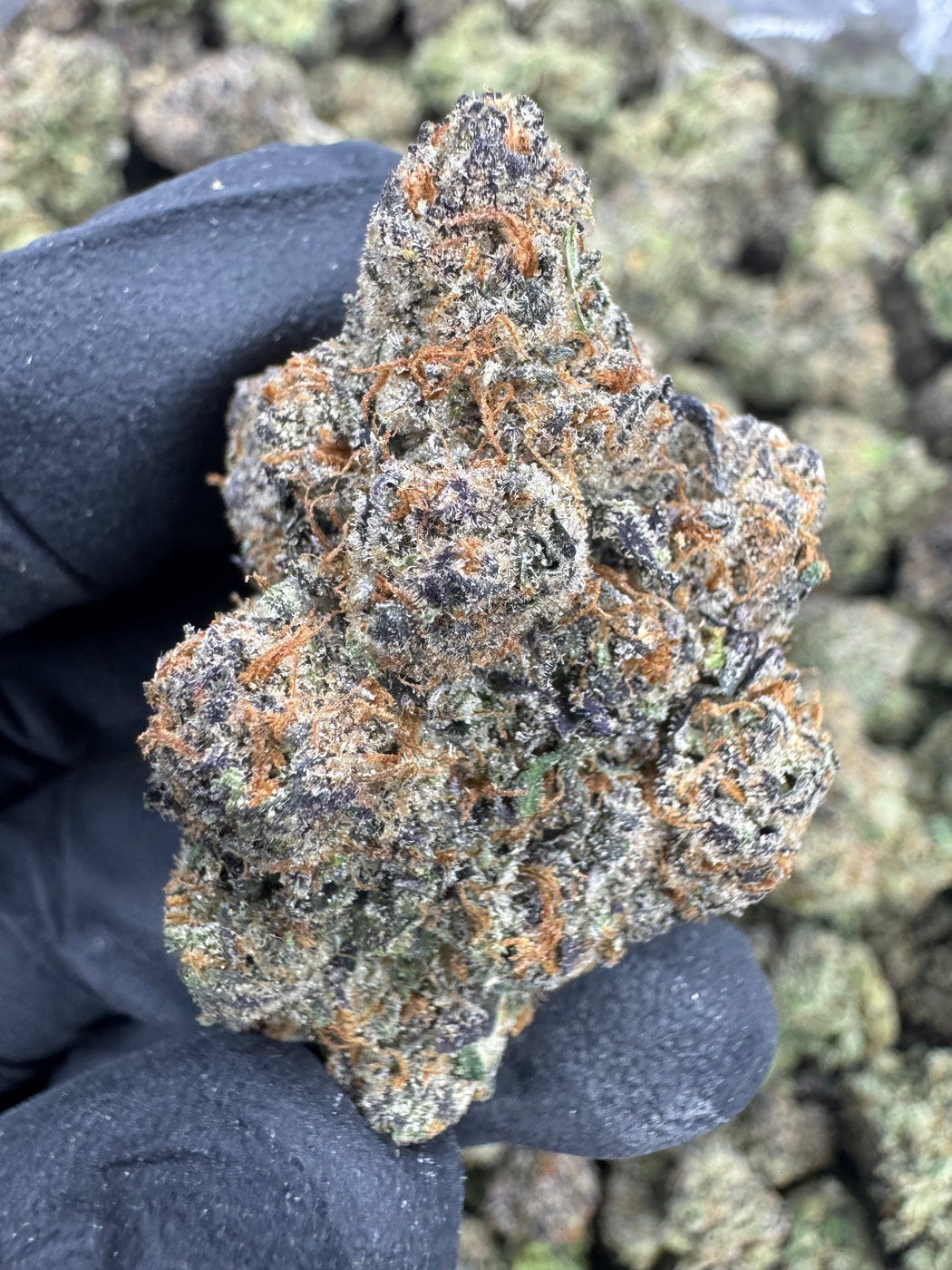 Lemon Cherry Gelato - THCA BULK FLOWER -  AAA INDOOR
