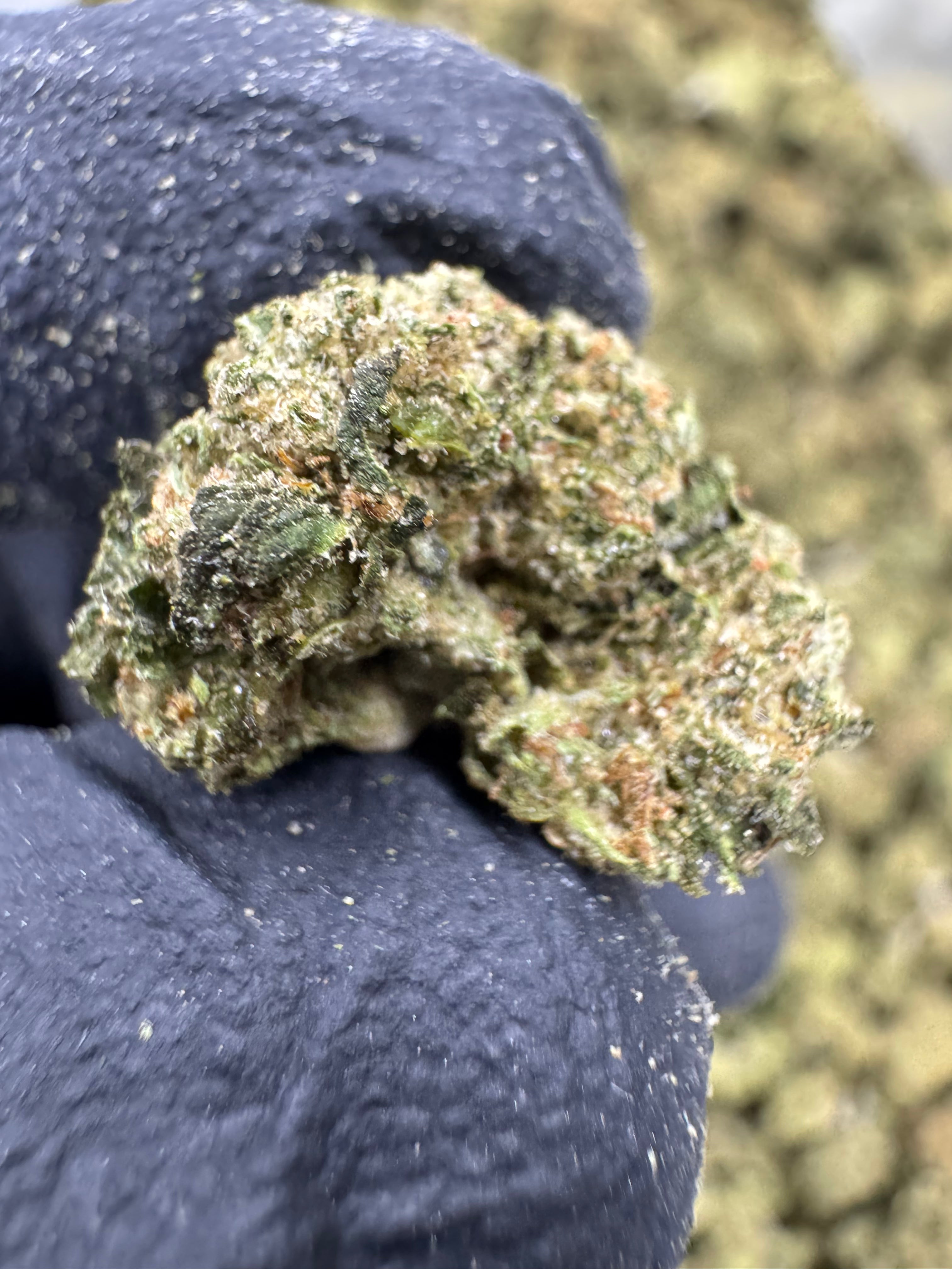 Lemon Cherry Gelato - THCA BULK Flower - Sungrown Smalls