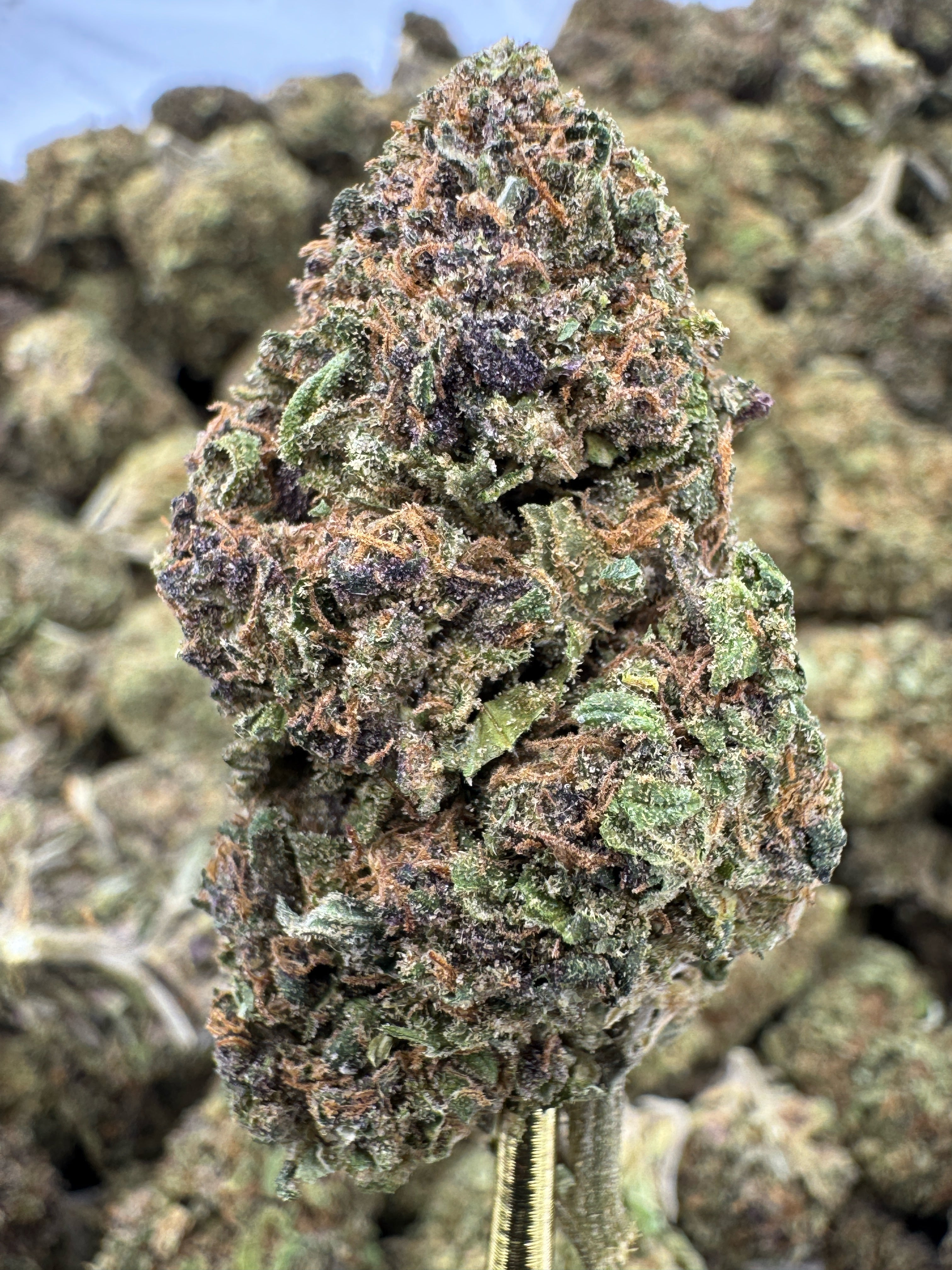 Lemon Cookie Dough - CBD BULK Flower - Sungrown