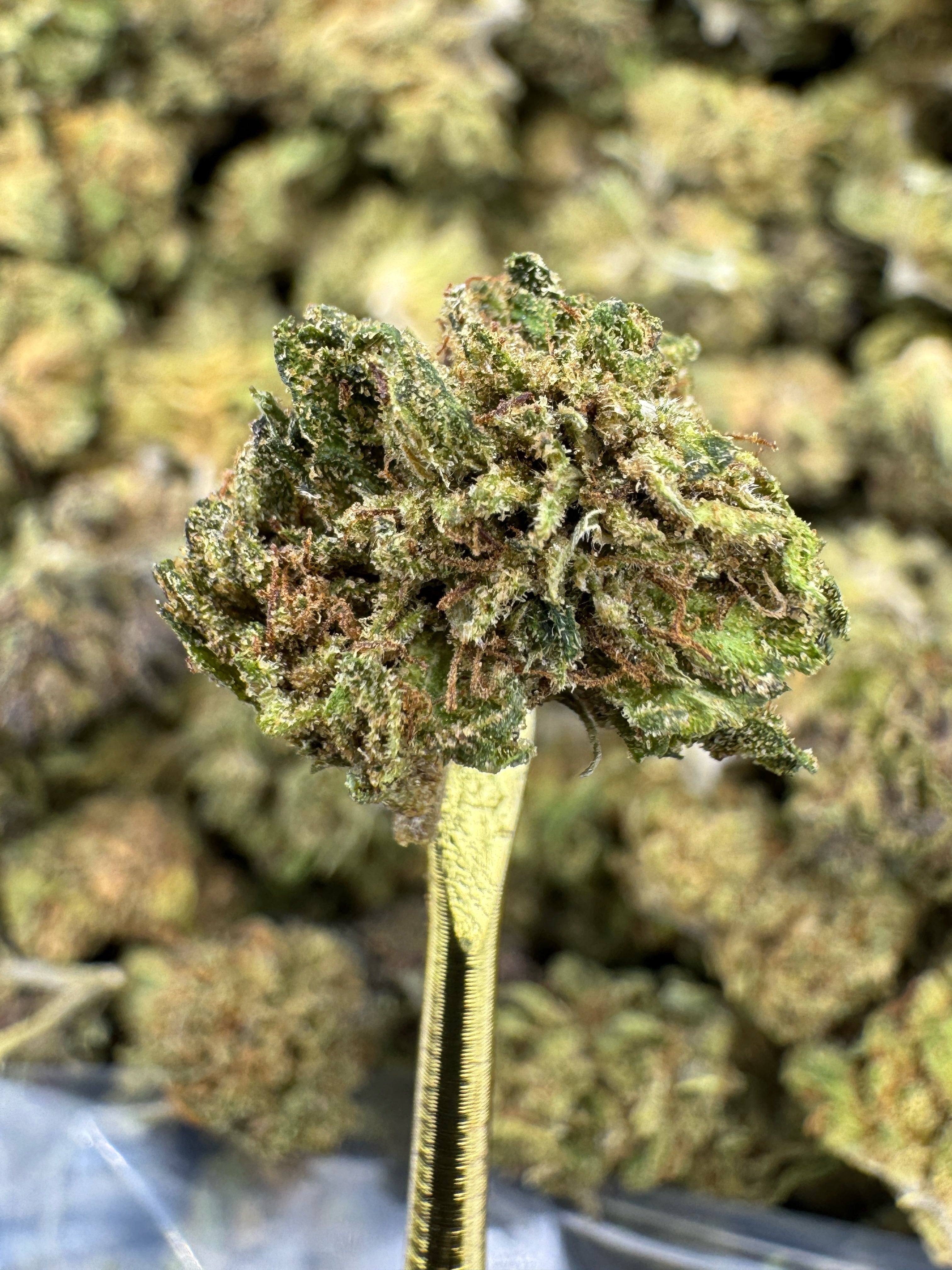 Lemon Cookie Dough - CBD Flower - Sungrown Gold Nuggets