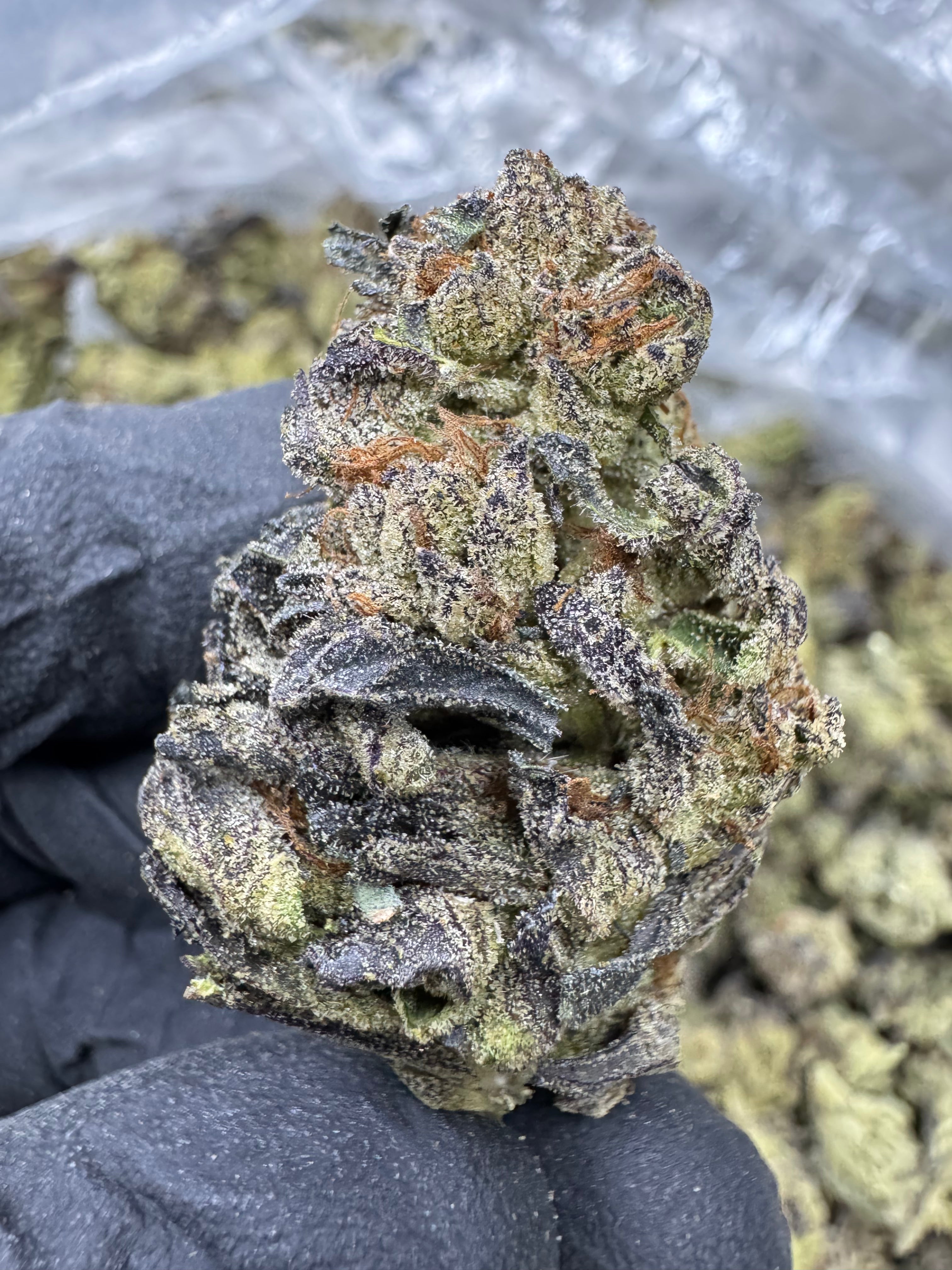 Lemon Pastries - THCA Flower - Greenhouse Top Cut