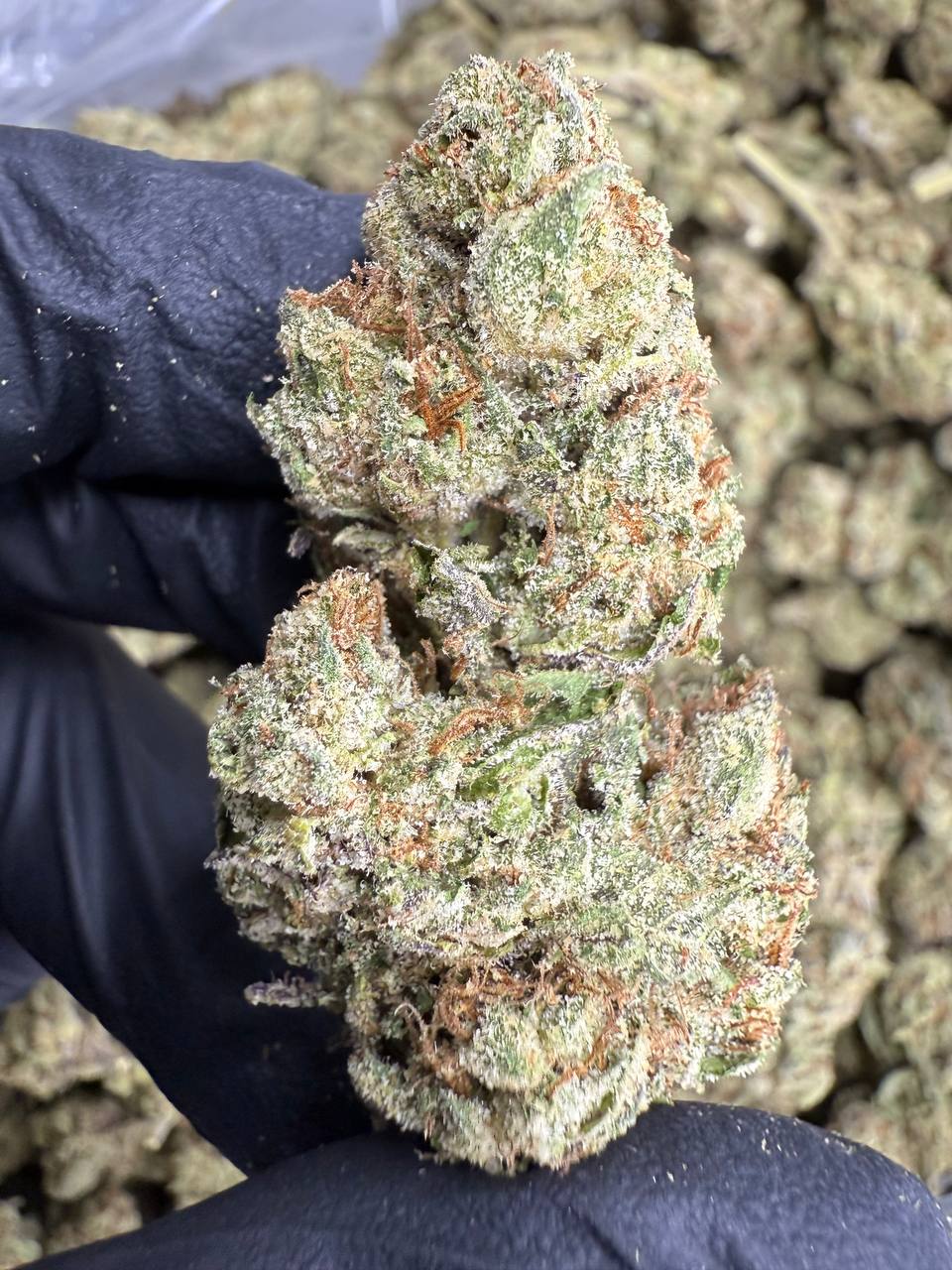 Lemon Cherry Gelato - THCA BULK Flower