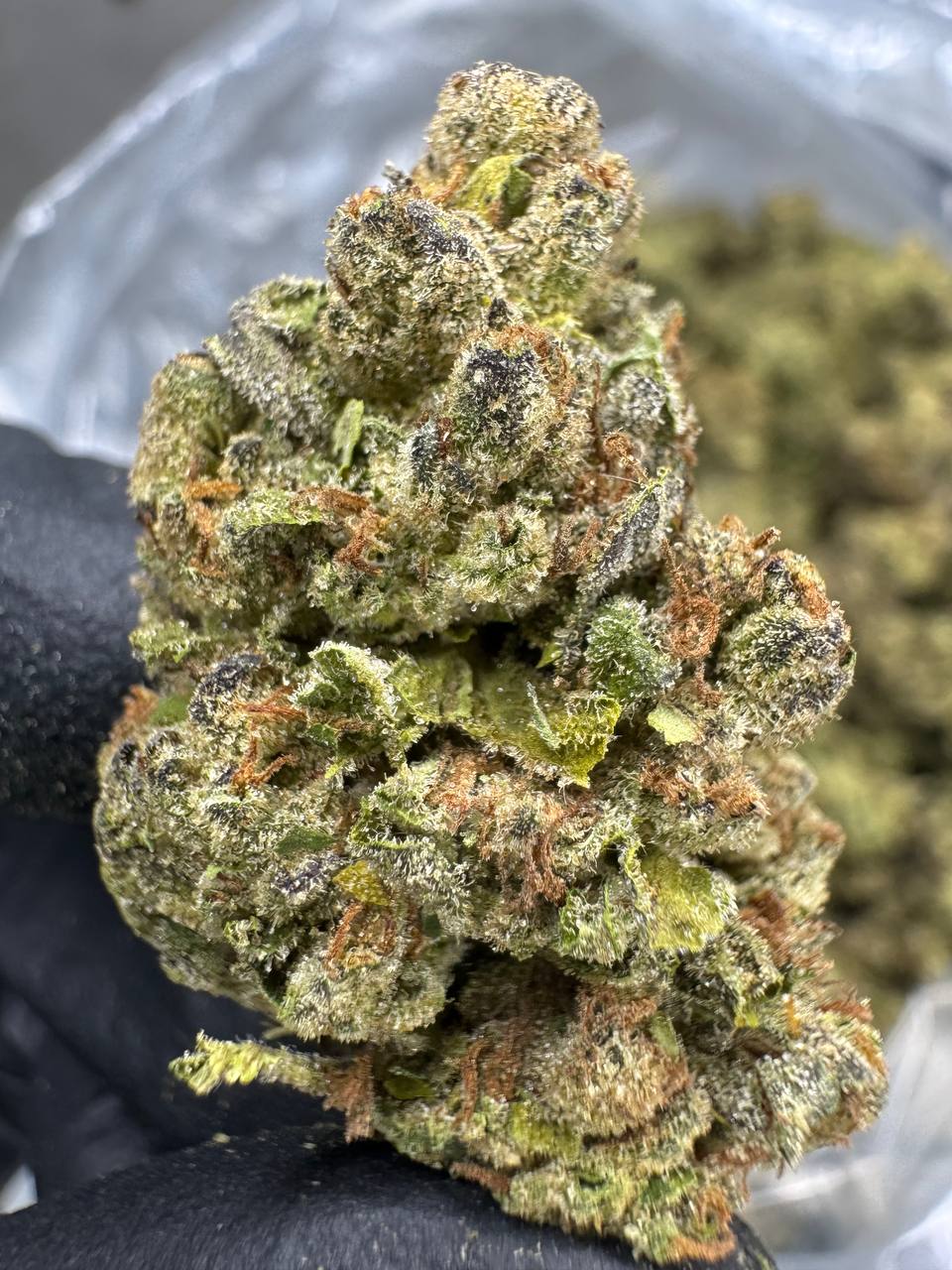 Lemon Cherry Gelato - THCA BULK Flower - Sungrown