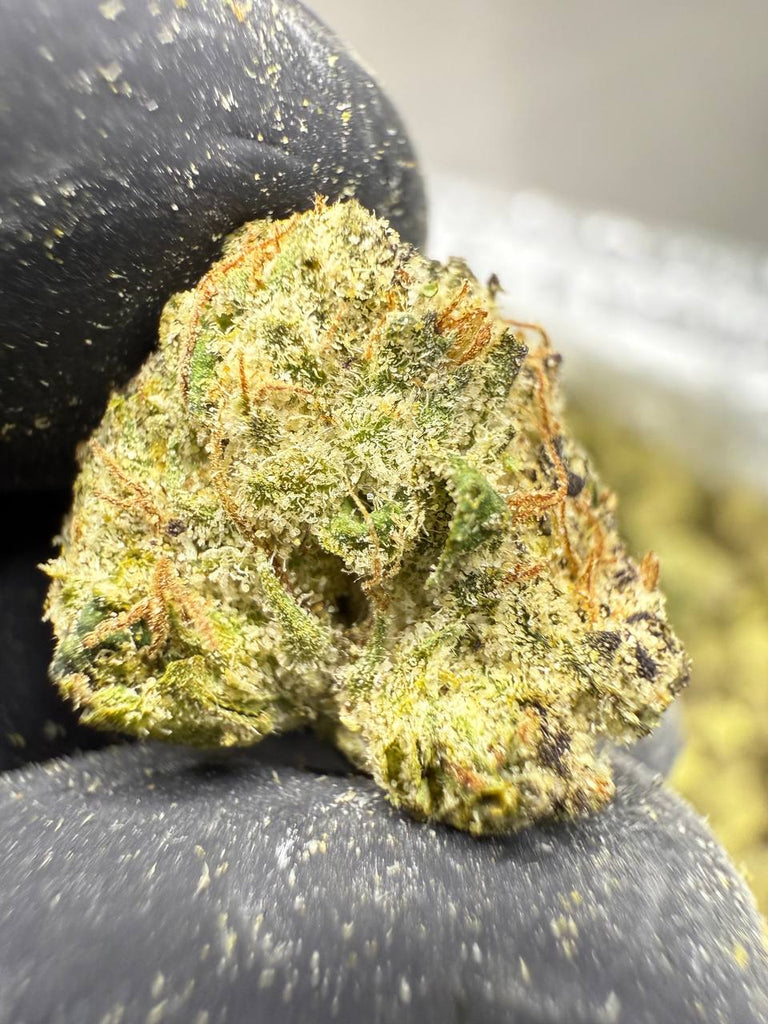 Lemon Cherry Gelato - Gold Nuggets - THCa Flower EXOTIC Smalls