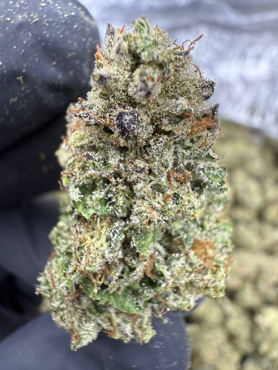 Lemon Cherry Gelato - THCA BULK Flower - Greenhouse