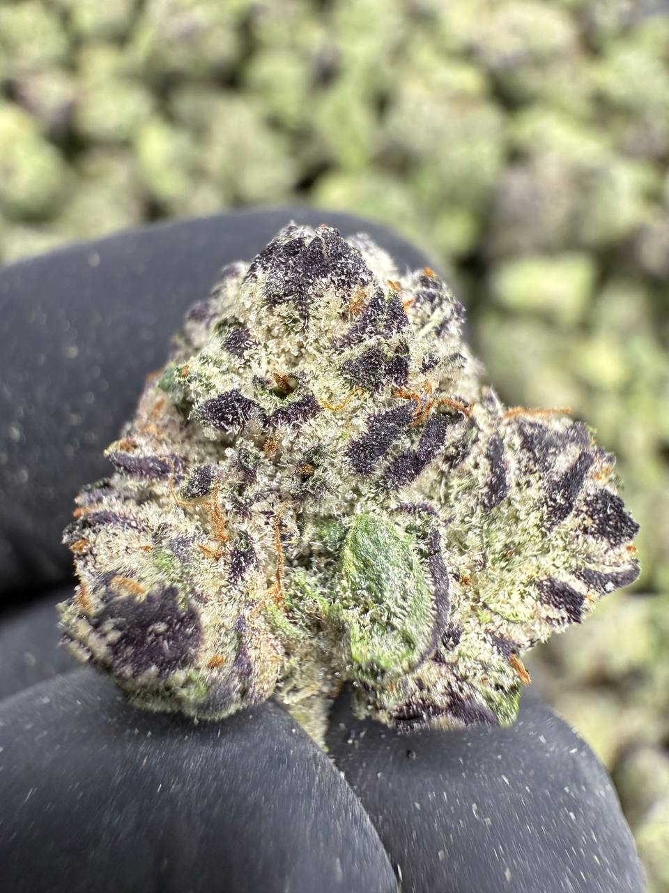 Lemon Cherry Runtz - THCA BULK FLOWER - EXOTIC INDOOR SMALLS