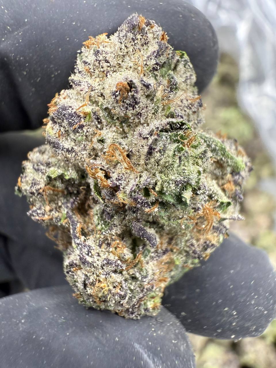 Lemon Cherry Runtz - THCA Flower - Indoor Top Cut Exotic