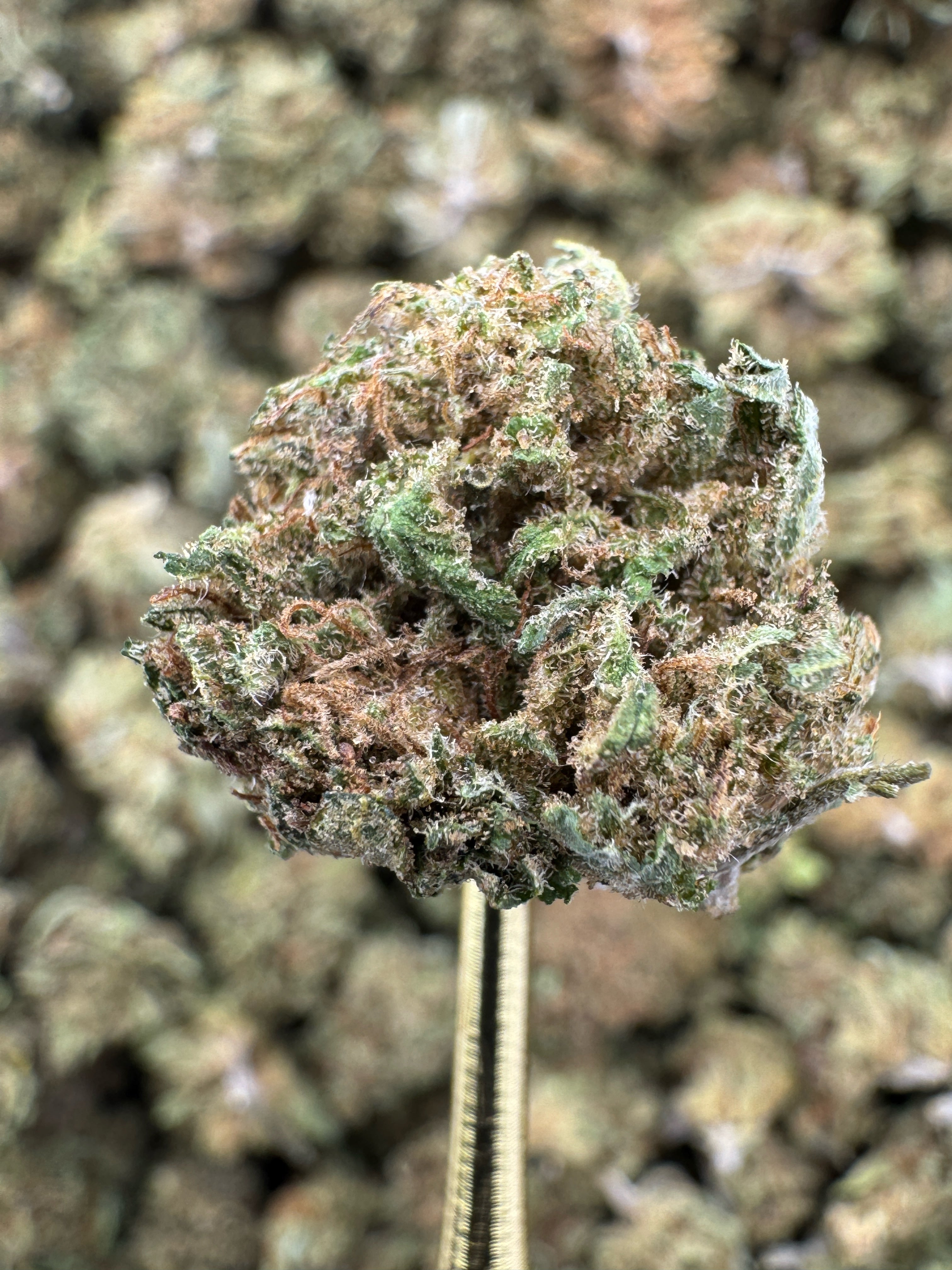 Lemon Octane - CBD BULK Flower - Sungrown Smalls