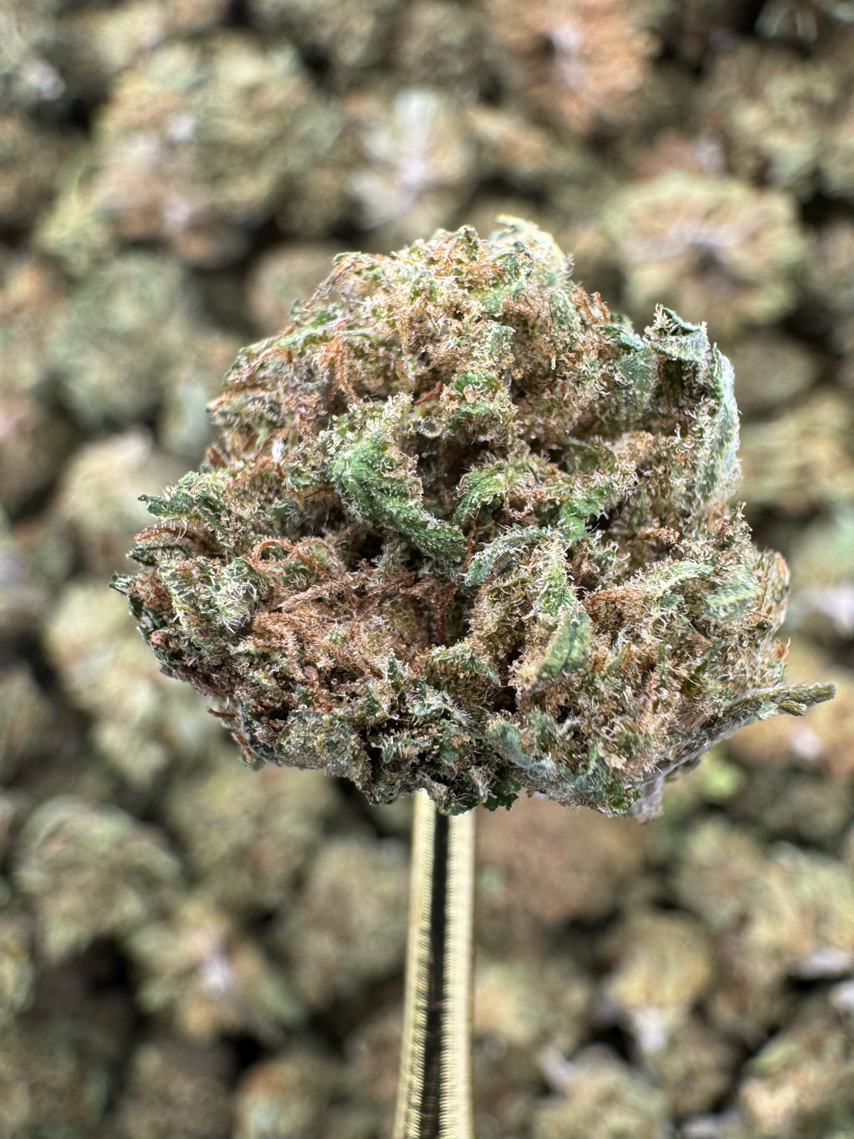 Lemon Octane - CBD BULK Flower - Sungrown Smalls