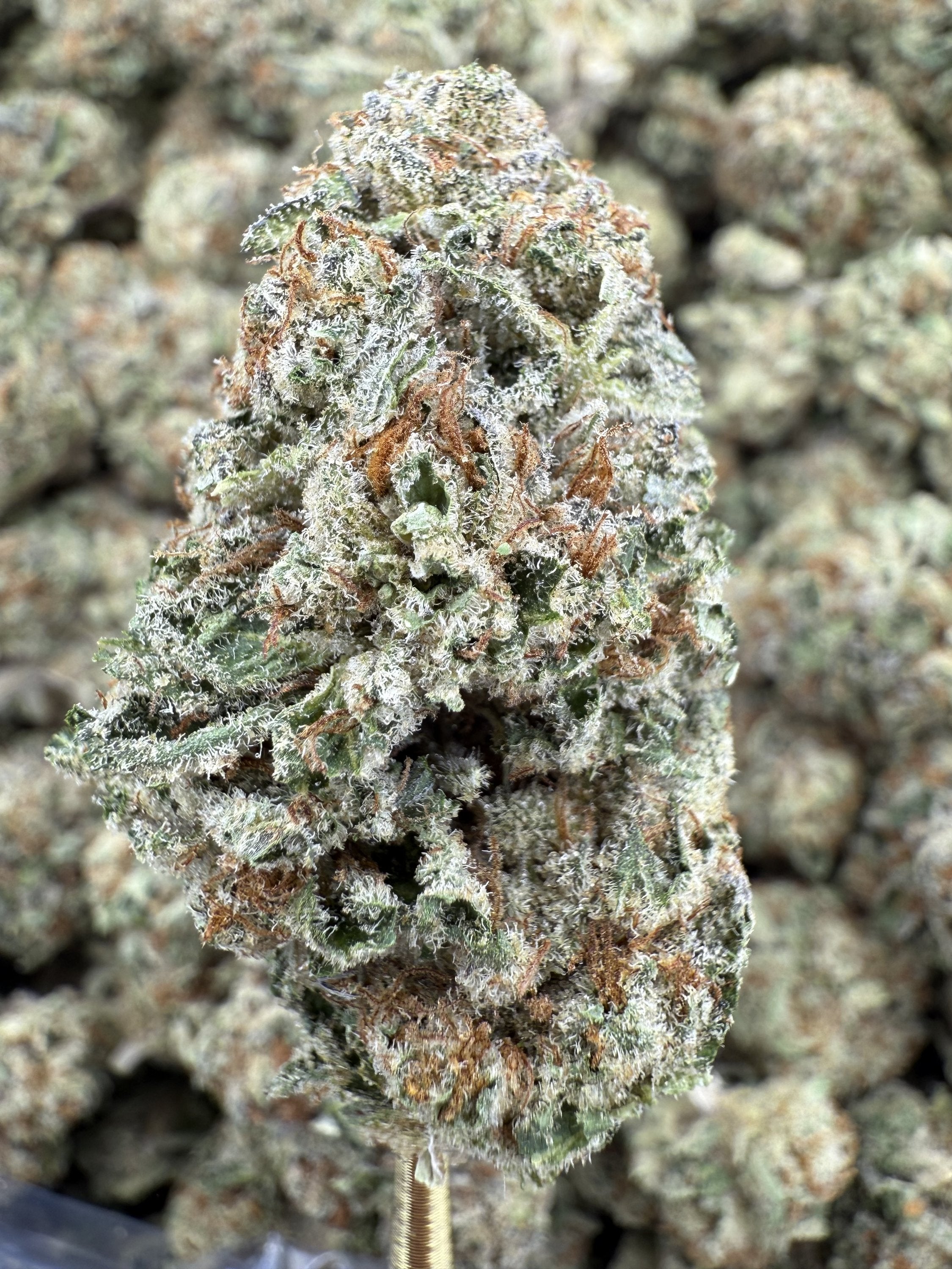 Lemon Tree - THCA BULK Flower - Greenhouse