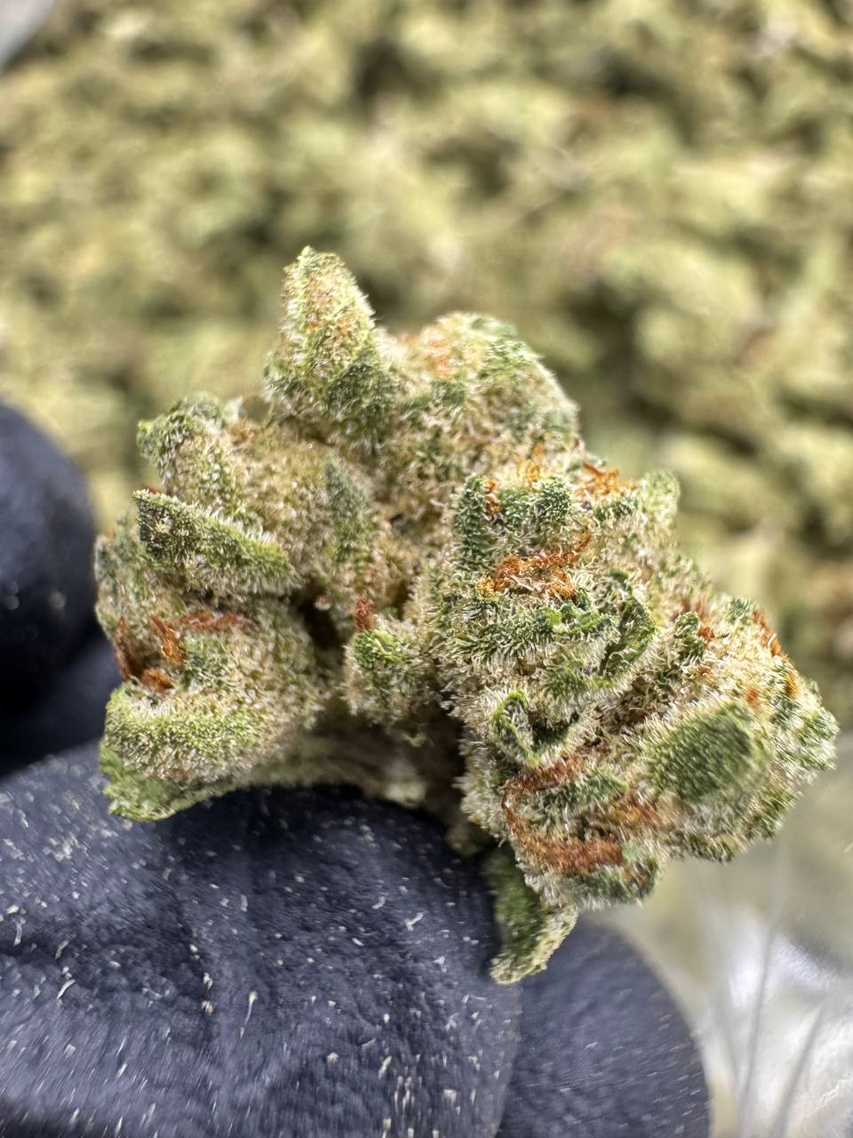 London Pound Cake - THCA Flower - Greenhouse Gold Nuggets