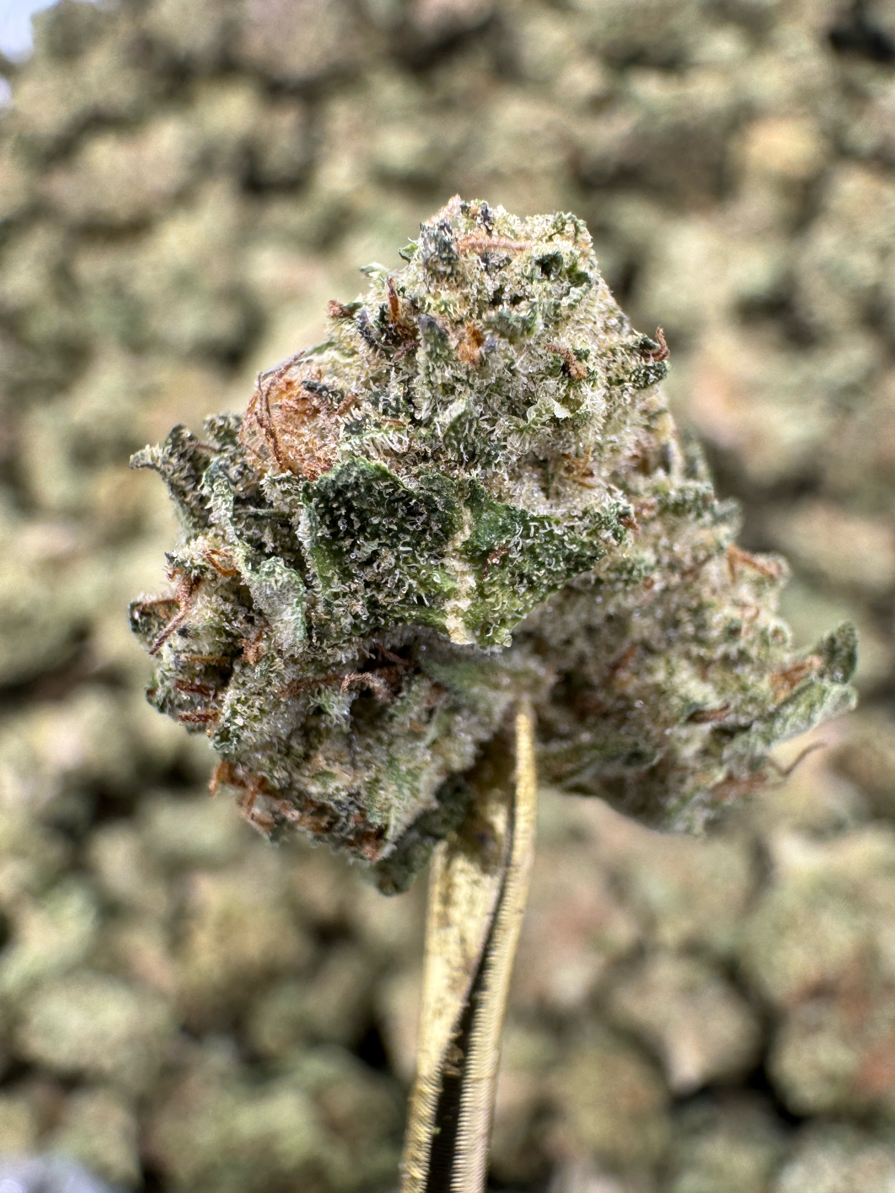 Mac - THCA BULK Flower - Greenhouse Smalls