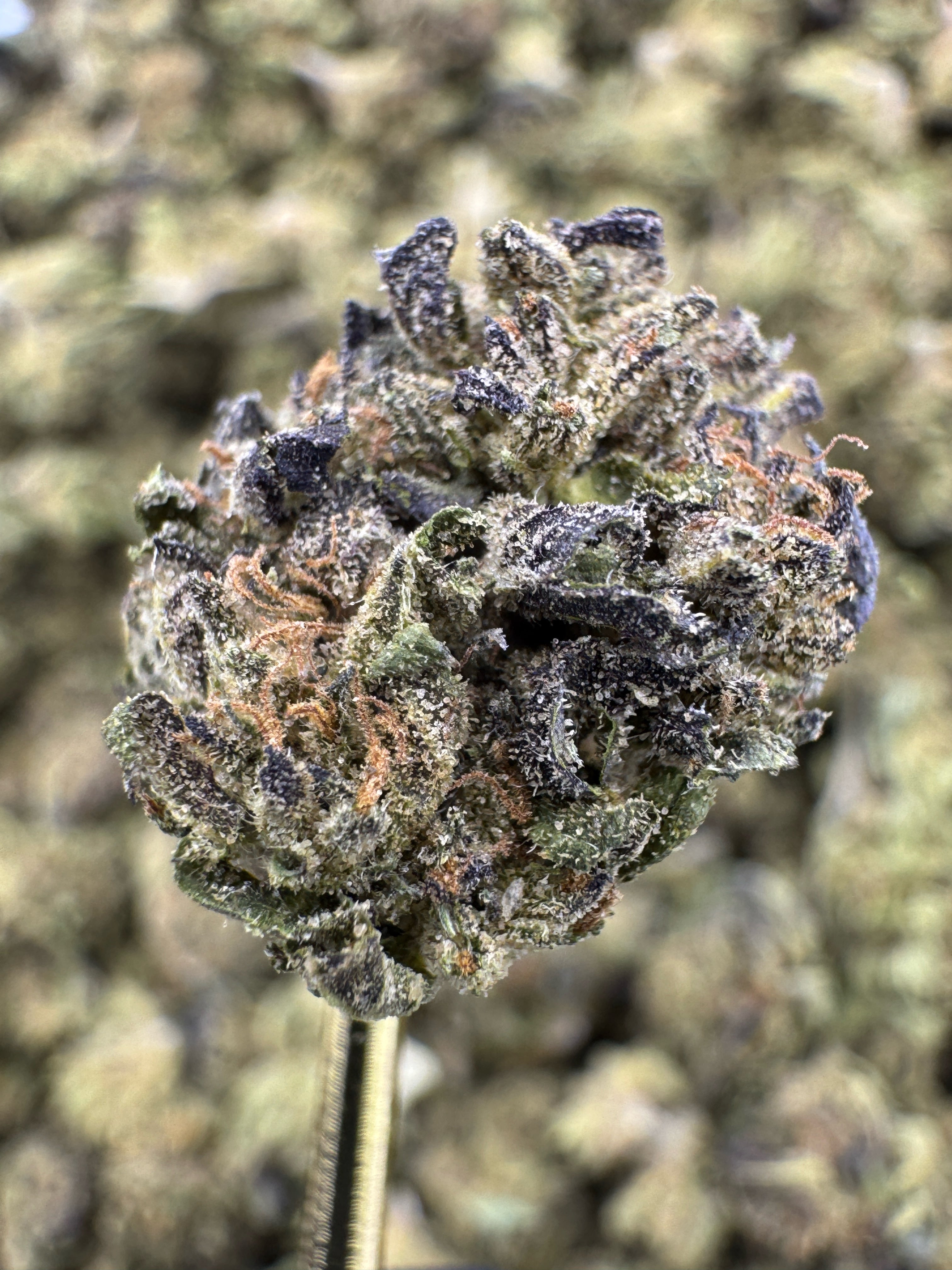 Magic Marker - THCA Flower - Greenhouse Gold Nuggets