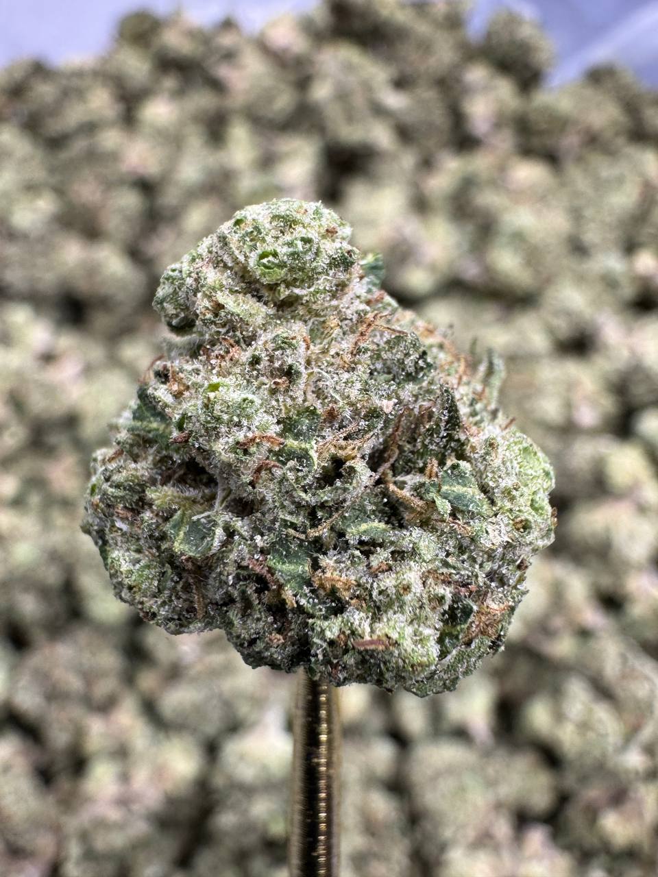 Magic Marker - THCA BULK Flower - Greenhouse Smalls