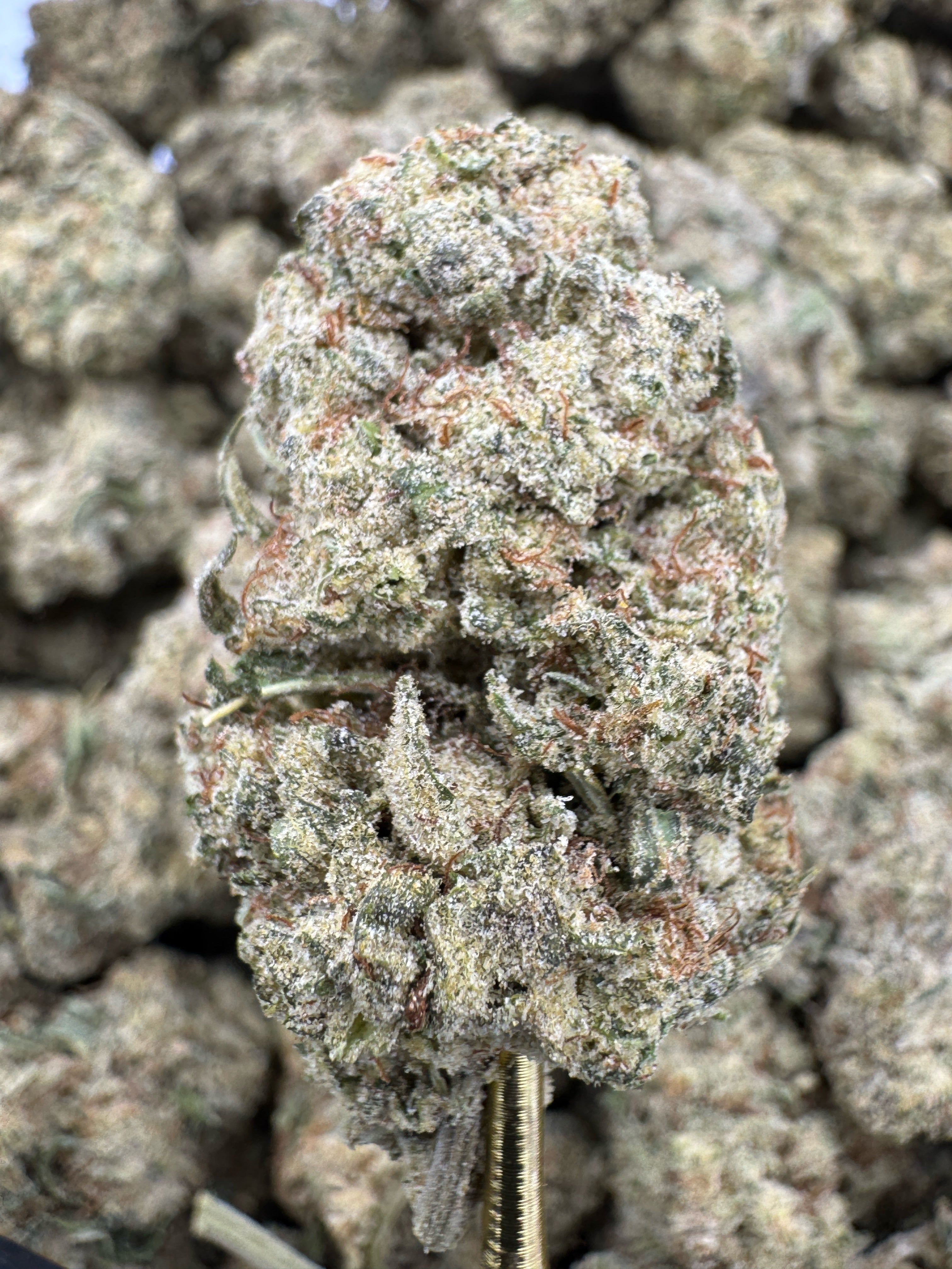 Mimosa - THCP BULK Flower - Greenhouse