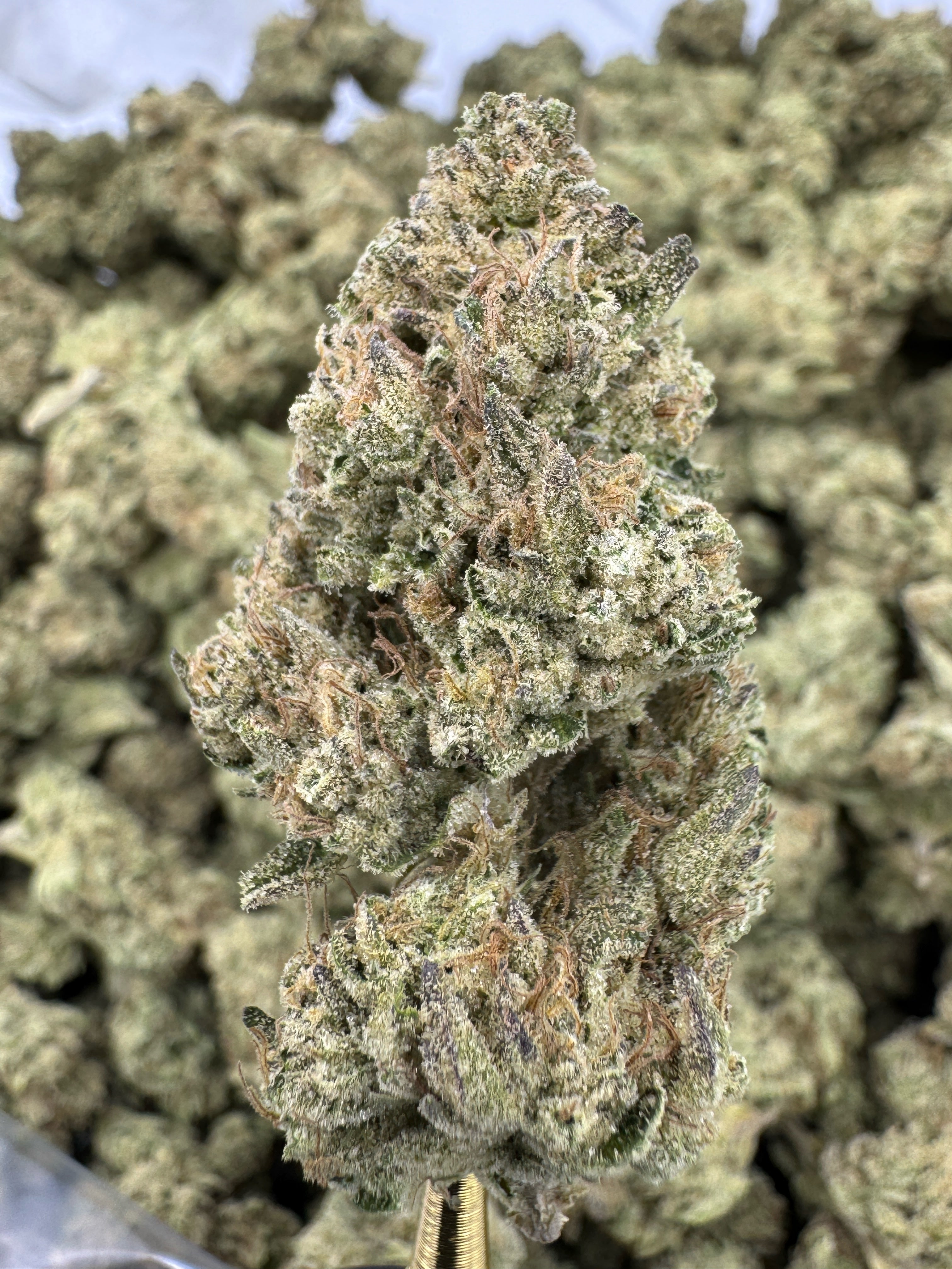 Mimosa - THCA BULK Flower - Indoor