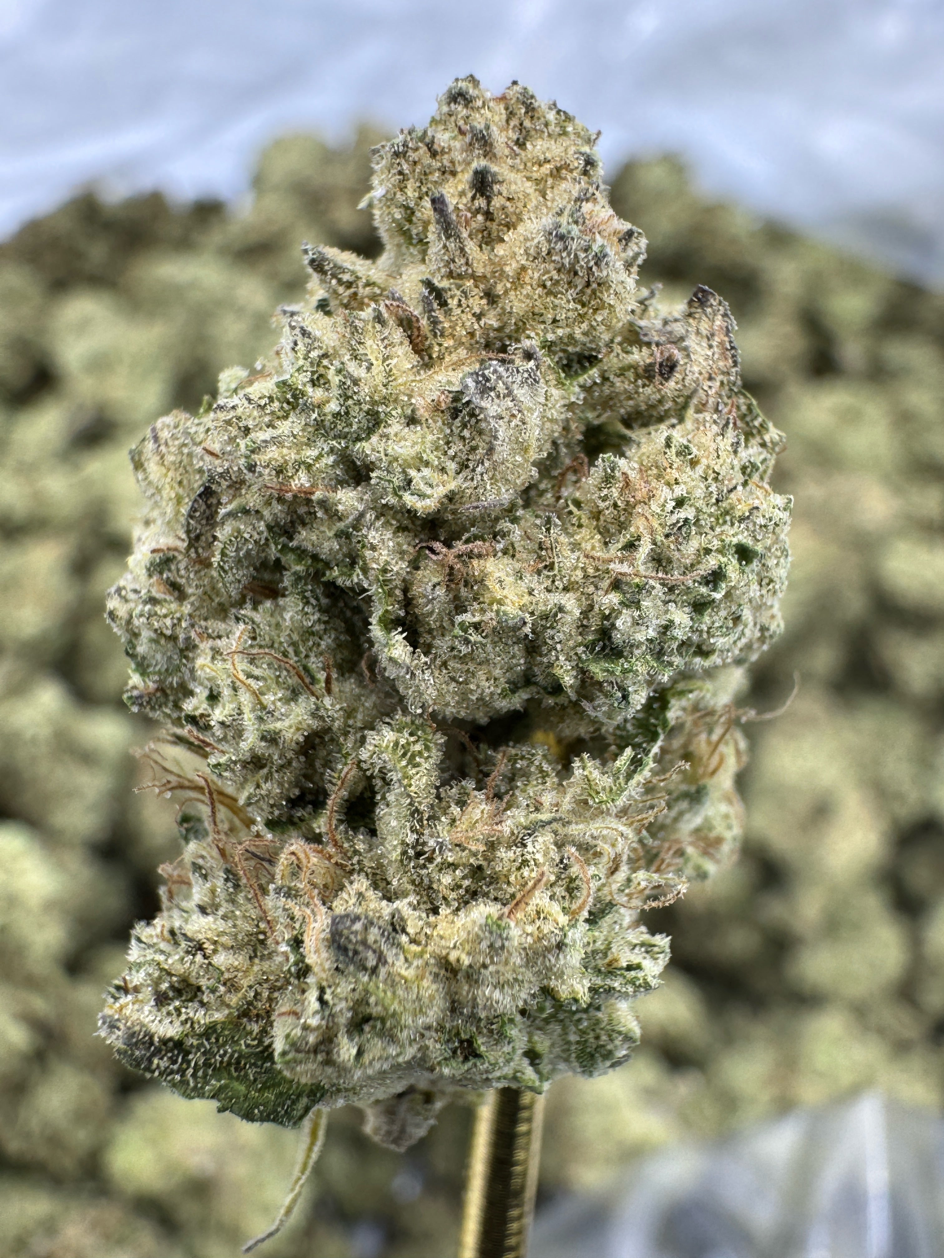 Mimosa - THCA BULK Flower - Indoor