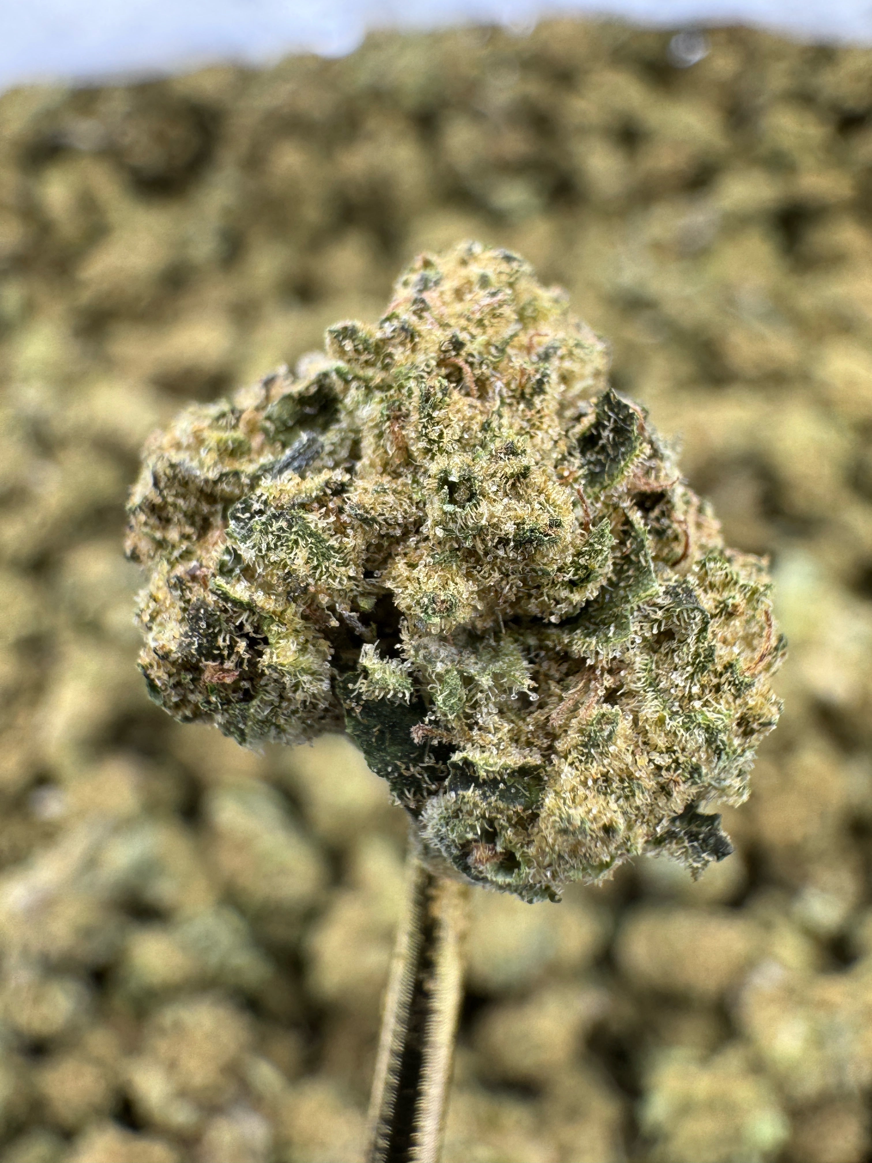Mimosa - THCA Flower - Indoor Gold Nuggets